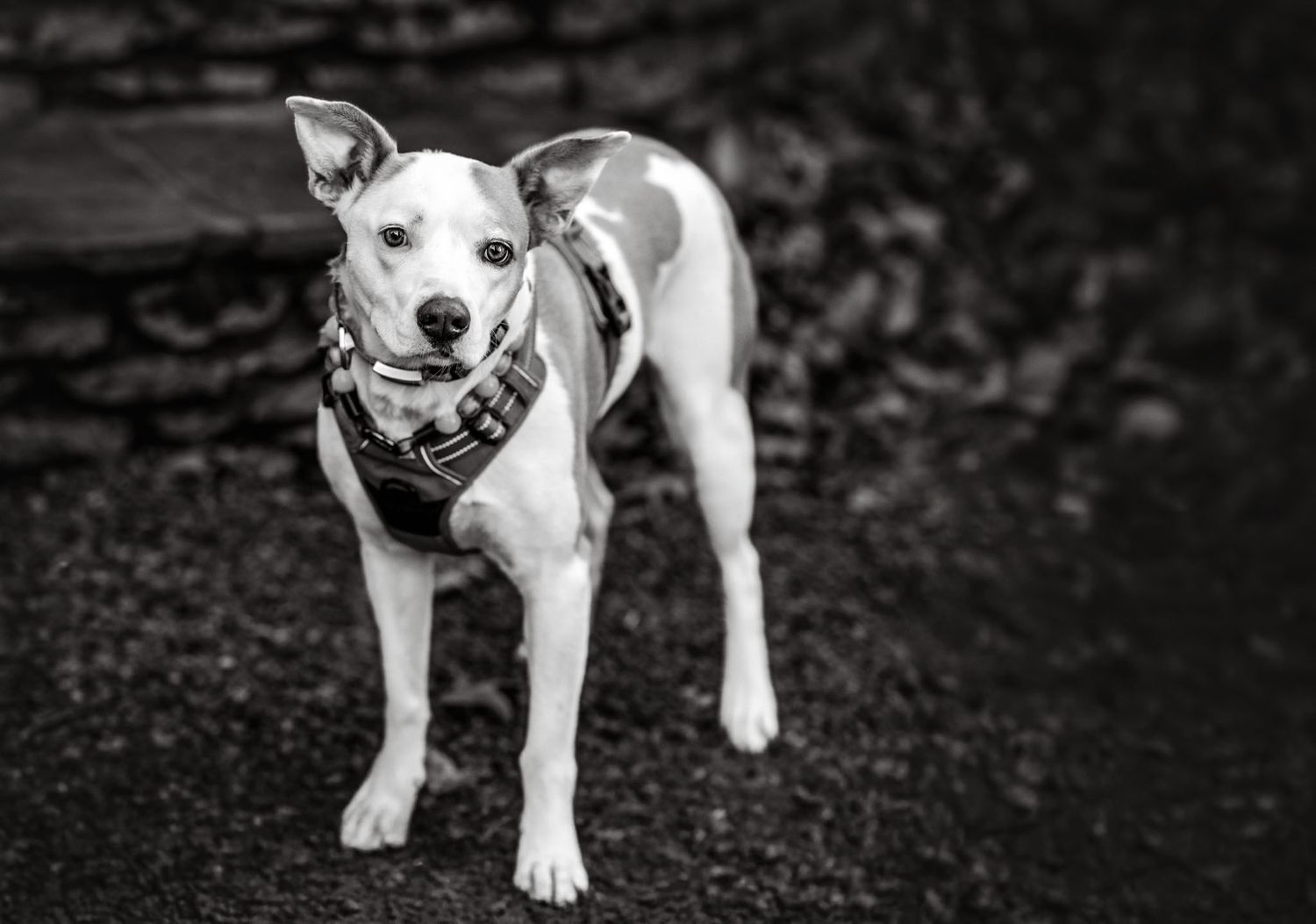 Black and white photo of terrier mix dog standing in park look at camera during pet photography session