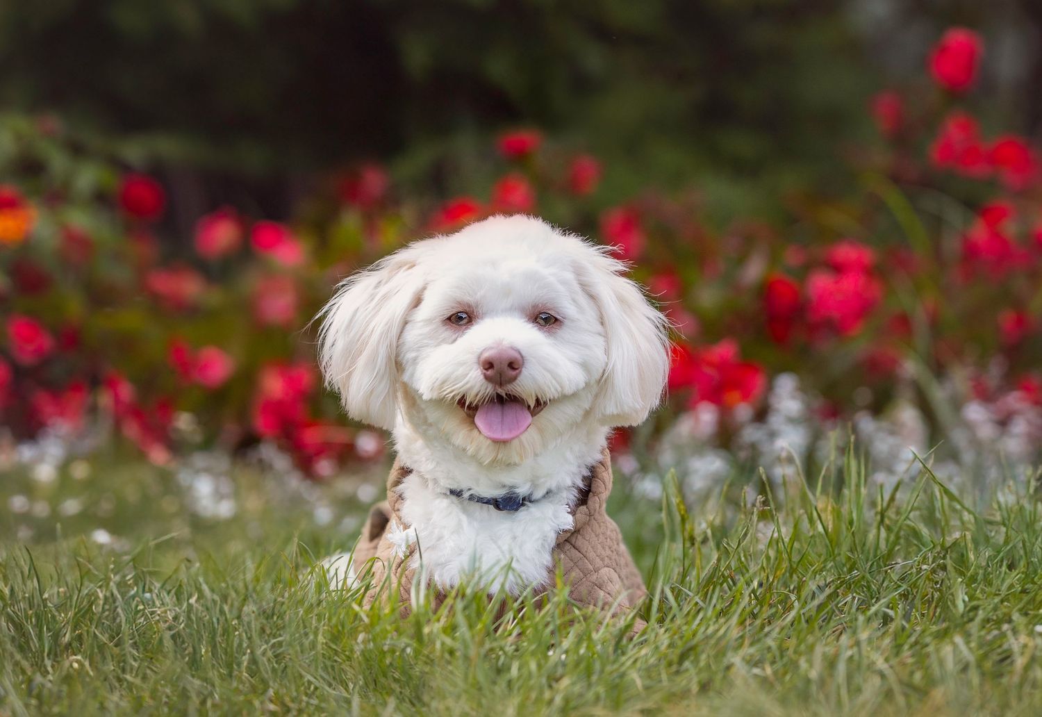 Happy Maltese dog sits in grass with red flowers as backdrop at University of Tennessee Gardens during pet photography session