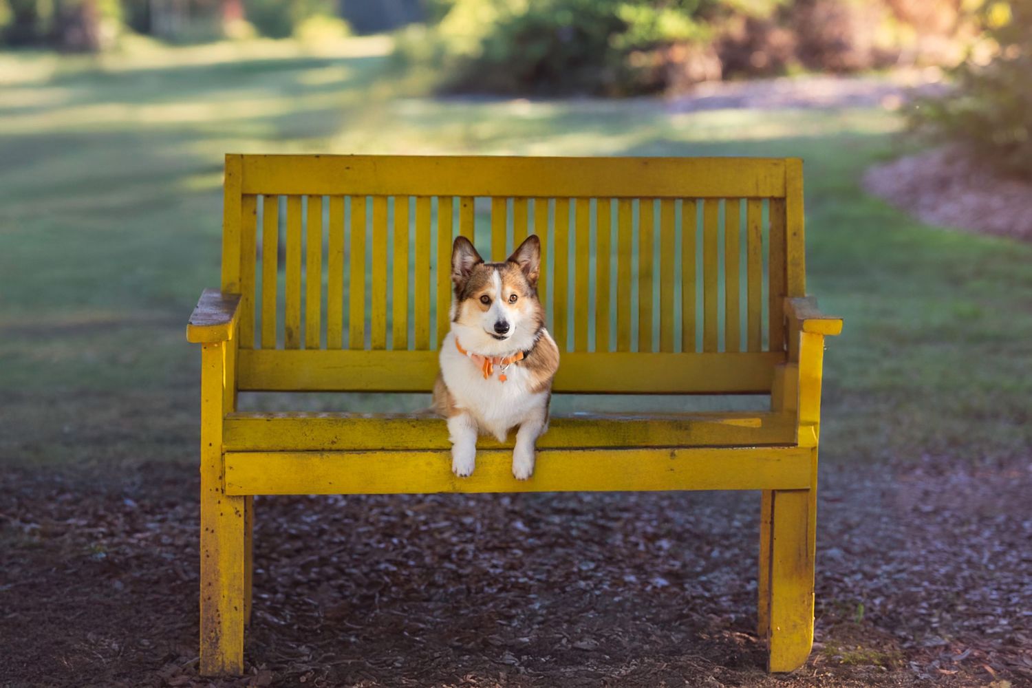 Adorable Corgi dog sits on yellow bench at UT Gardens during pet photography session in Knoxville, Tennessee
