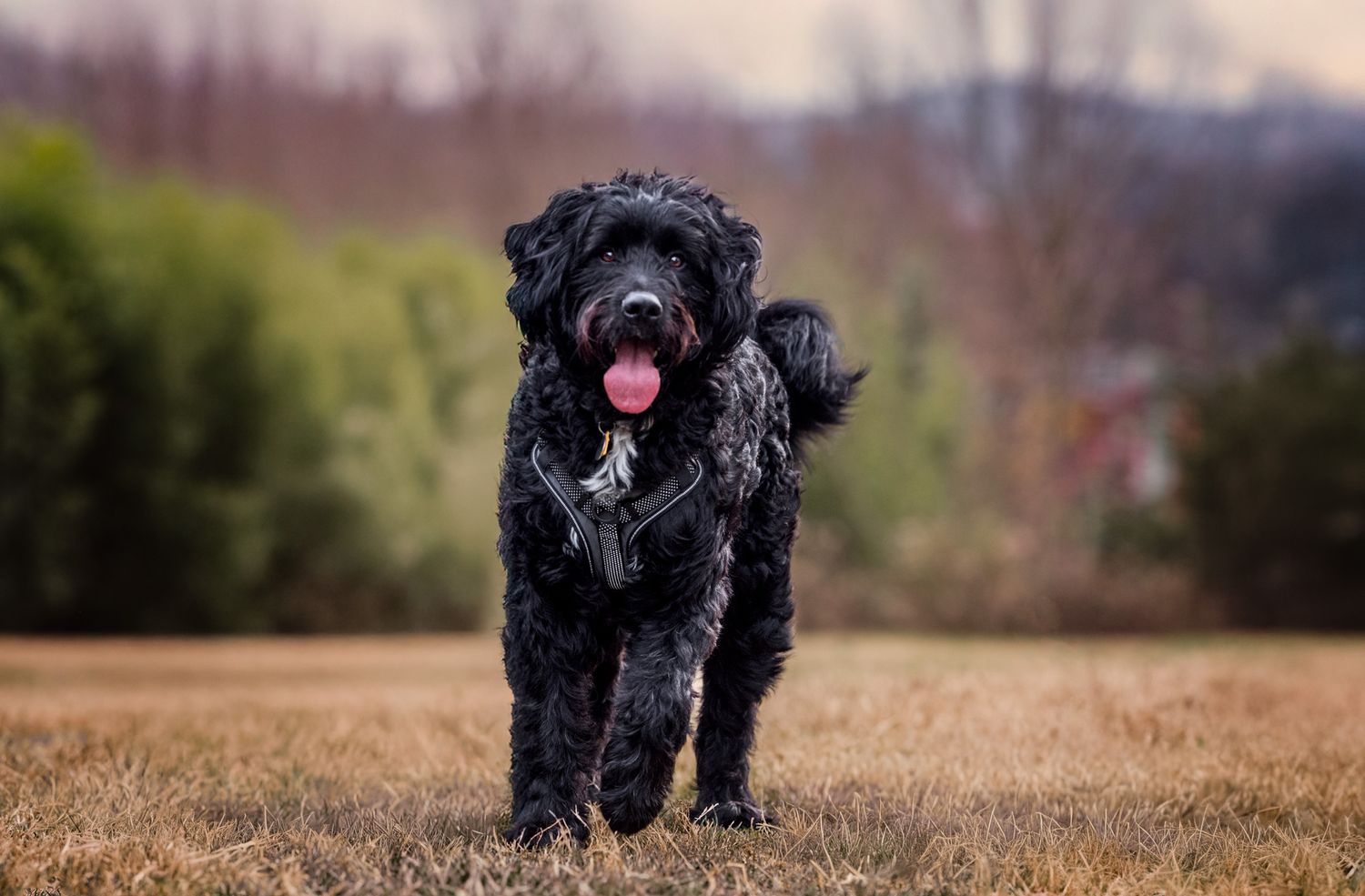 Bernedoodle walks in park during pet session at Knoxville Botanical Gardens for pet session