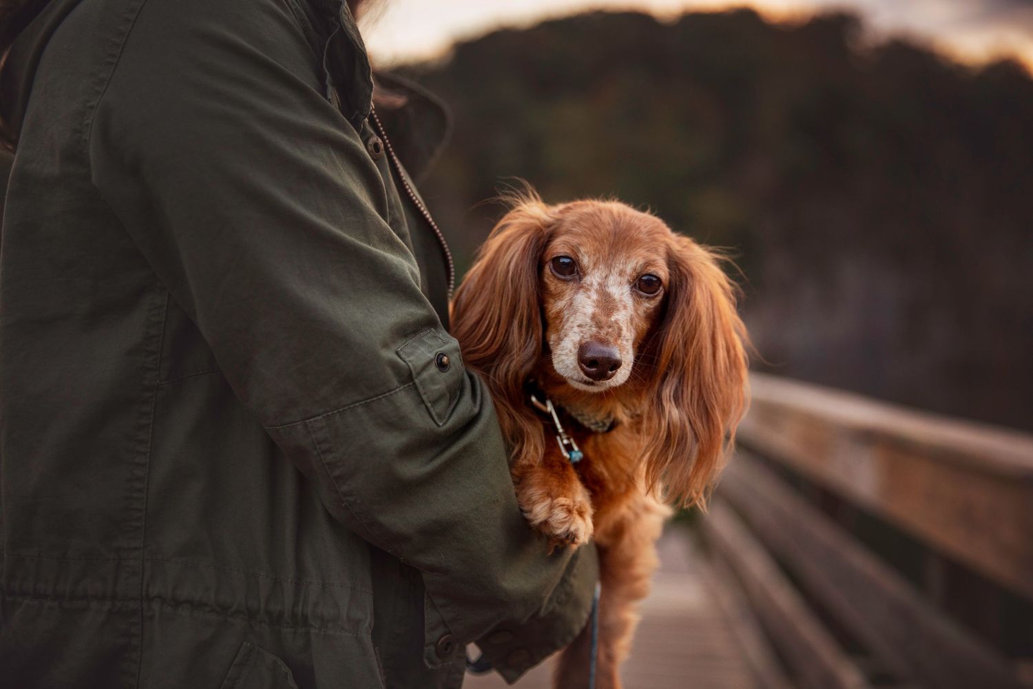 Cropped image of mini Dachshund being held by owner by dock at Melton Hill Park in Knoxville TN