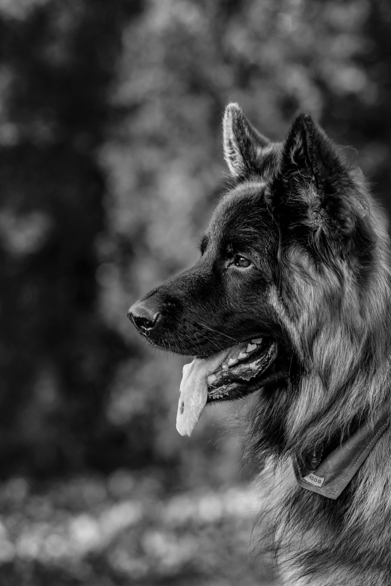 Black and white close up photograph of beautiful German Shepard during pet photography session at Knoxville Botanical Gardens in TN
