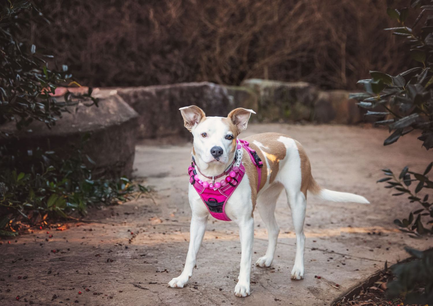 Terrier mix curiously looks at camera during pet session at Knoxville Botanical Gardens
