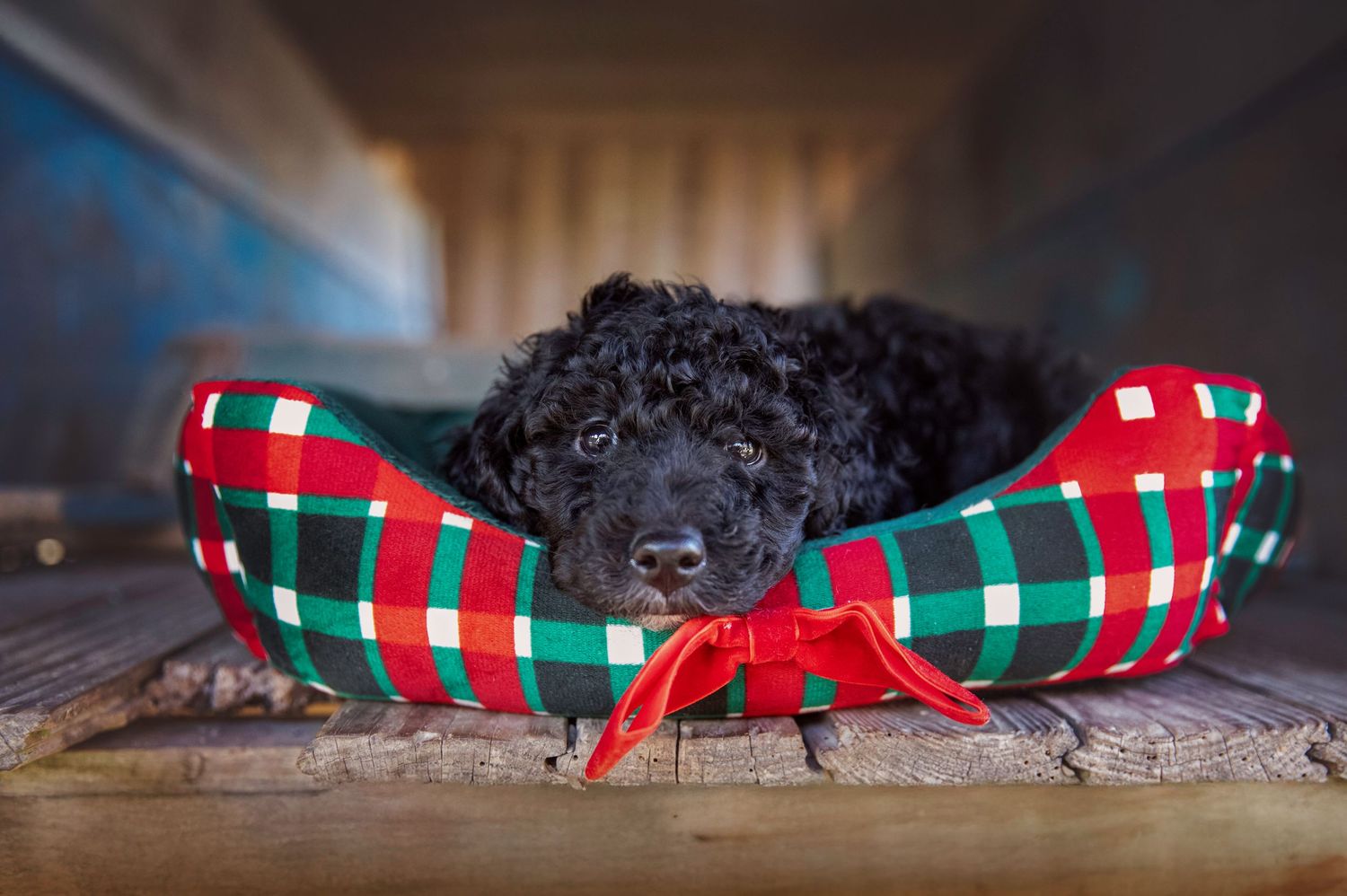 Black puppy lays in dog bed posing for photo during pet photography session in Norris Lake, TN