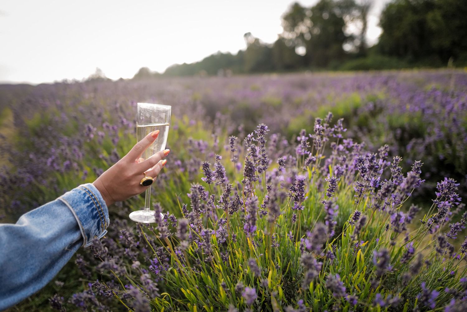 Beautiful purple lavender field stretches towards the horizon on a sunny day.
