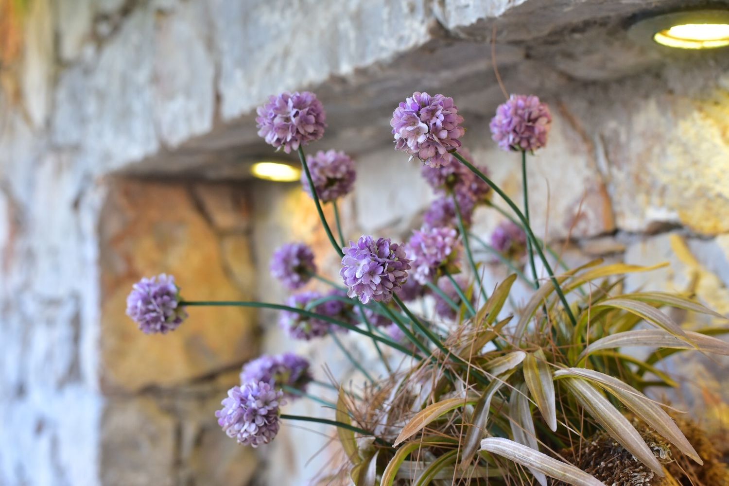 Purple sea thrift flowers blooming against a rustic stone wall.