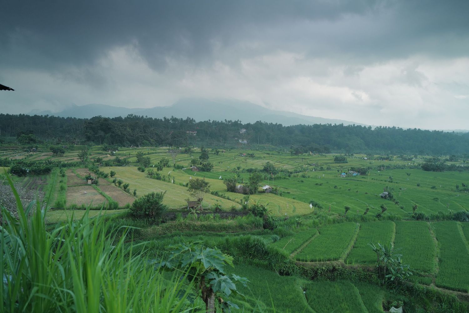 Misty green agricultural terraces and rolling hills in tropical landscape.