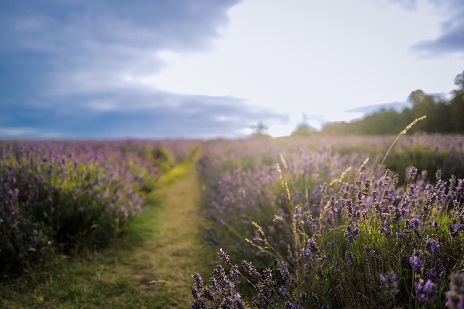 Rows of blooming lavender flowers create paths through a sunny summer field.