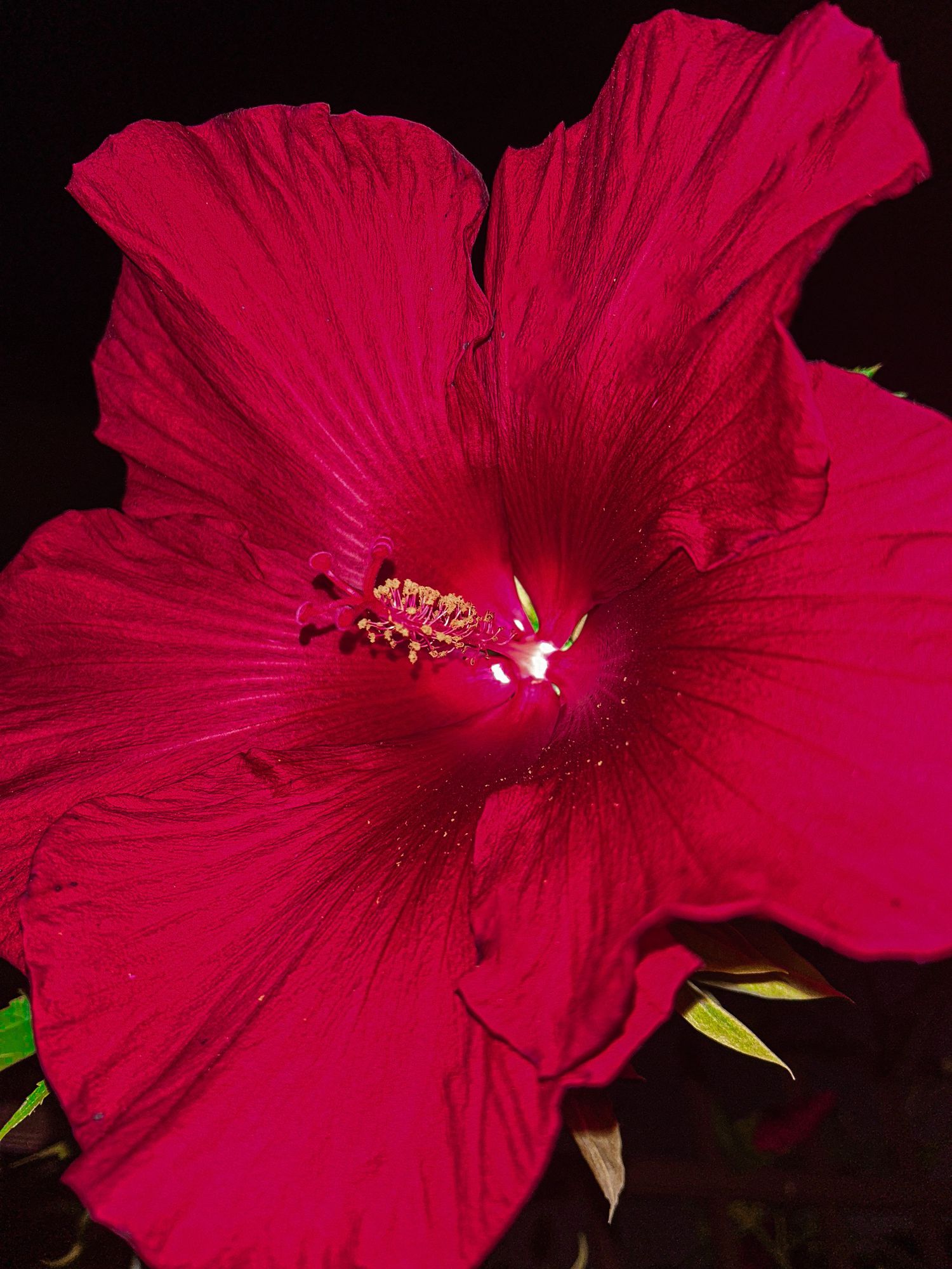 Vibrant deep red hibiscus flower in full bloom with prominent stamen, photographed against a dark background.
