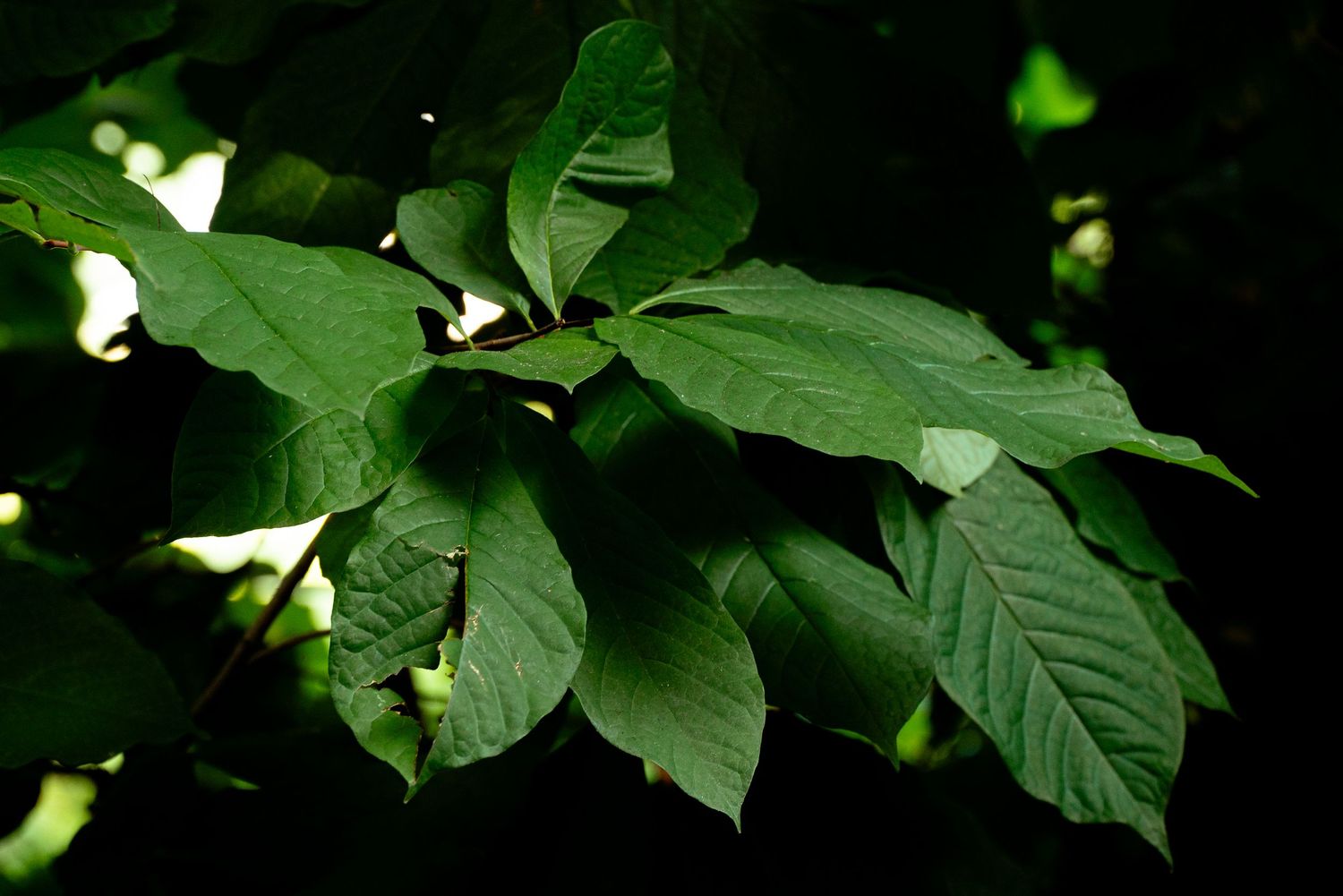 Close-up of vibrant green leaves on dark branches in a shaded forest setting.