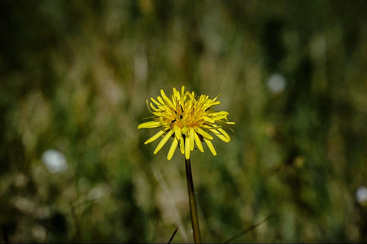 A single yellow dandelion flower in full bloom stands tall against a blurred green meadow background.
