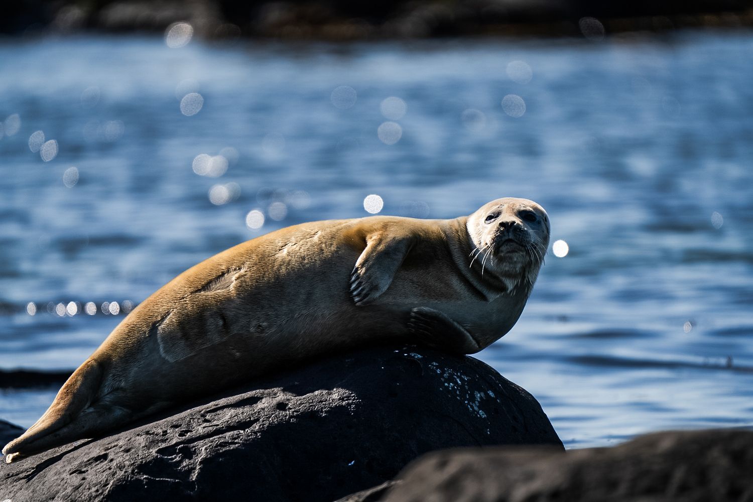 A harbor seal resting on a dark rock by the shimmering blue ocean water in natural sunlight.