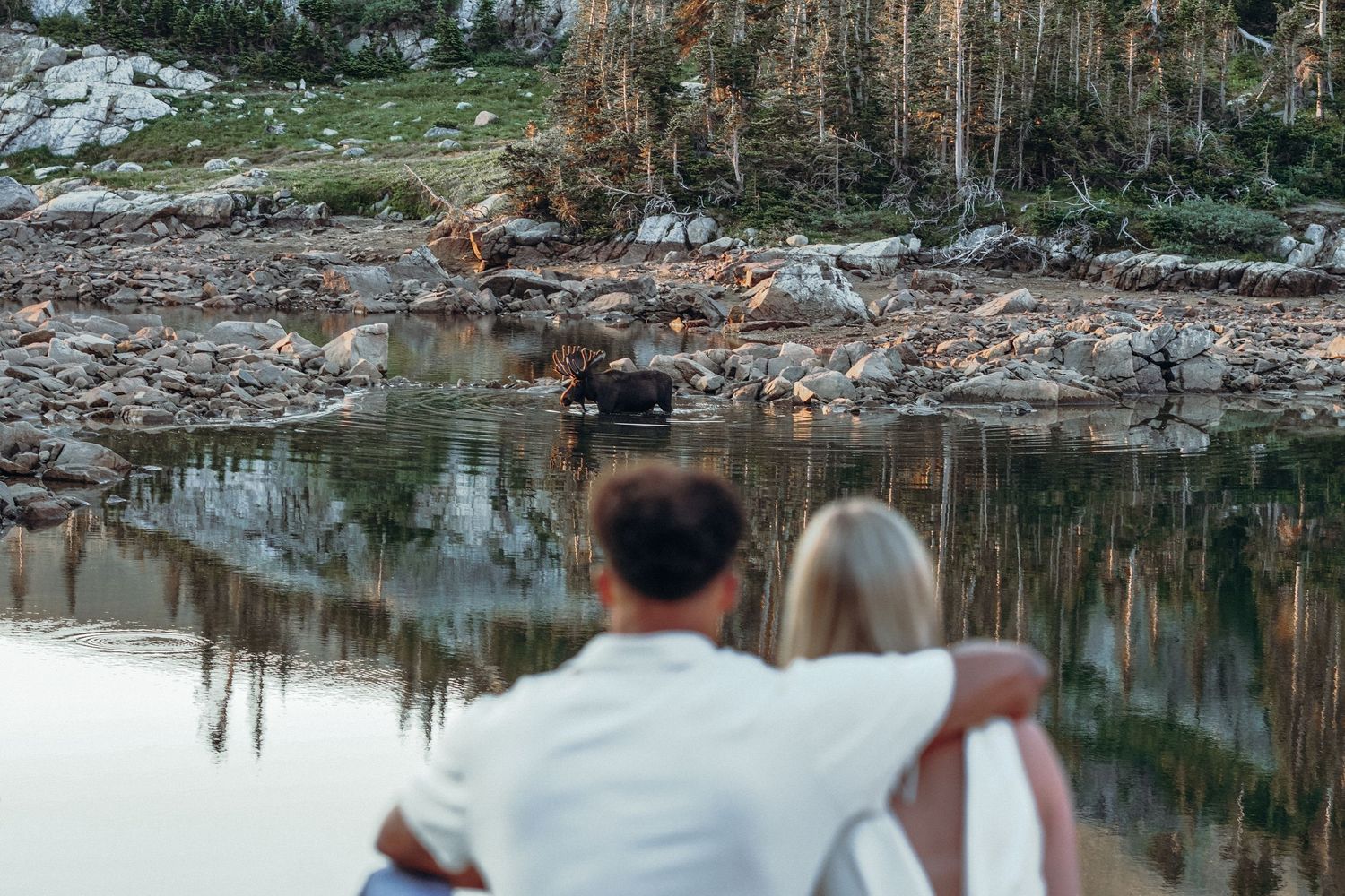 A couple watches a moose wading in a calm reflective alpine lake at dusk.