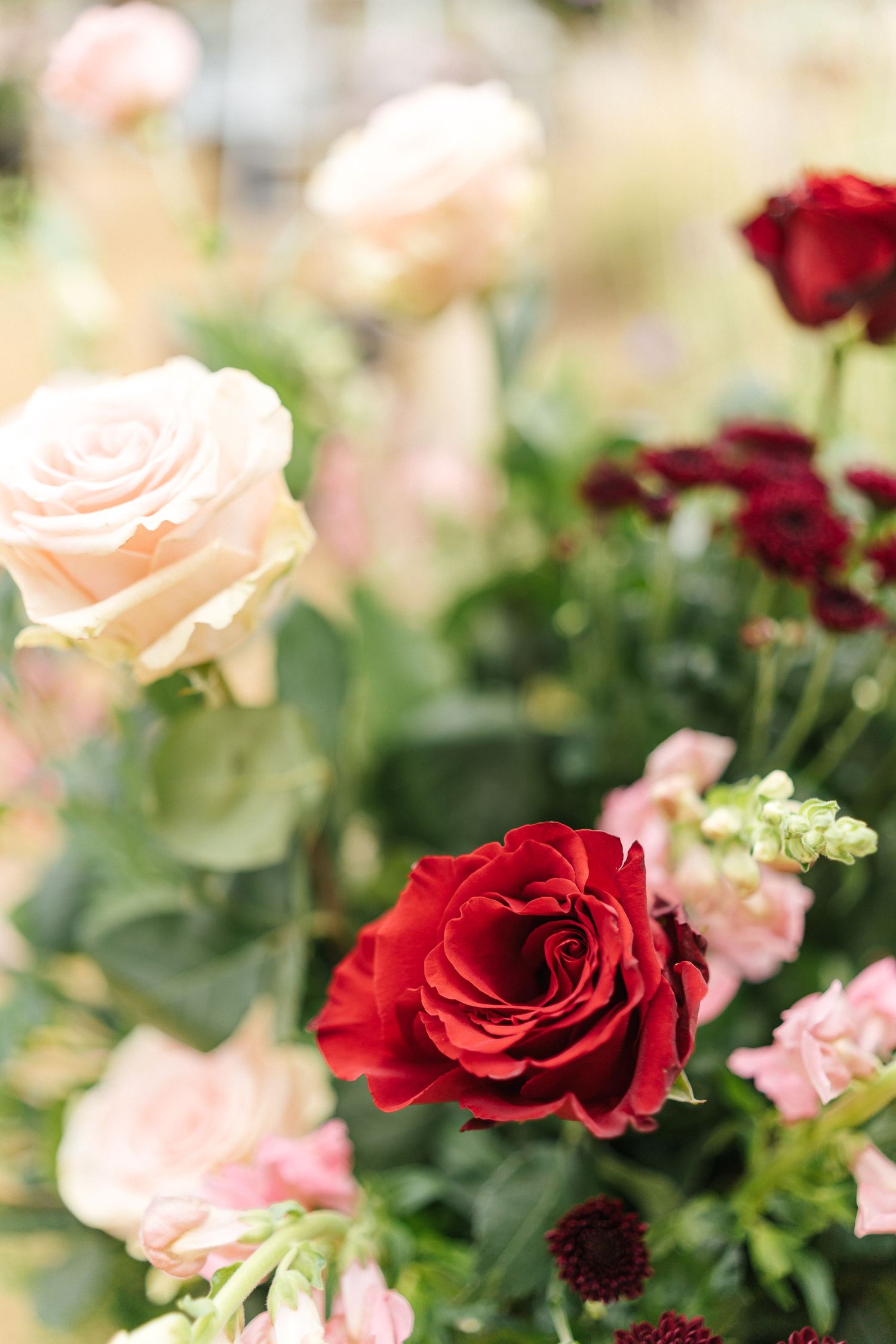 Close-up of pink and red roses with soft focus background creating romantic floral arrangement.