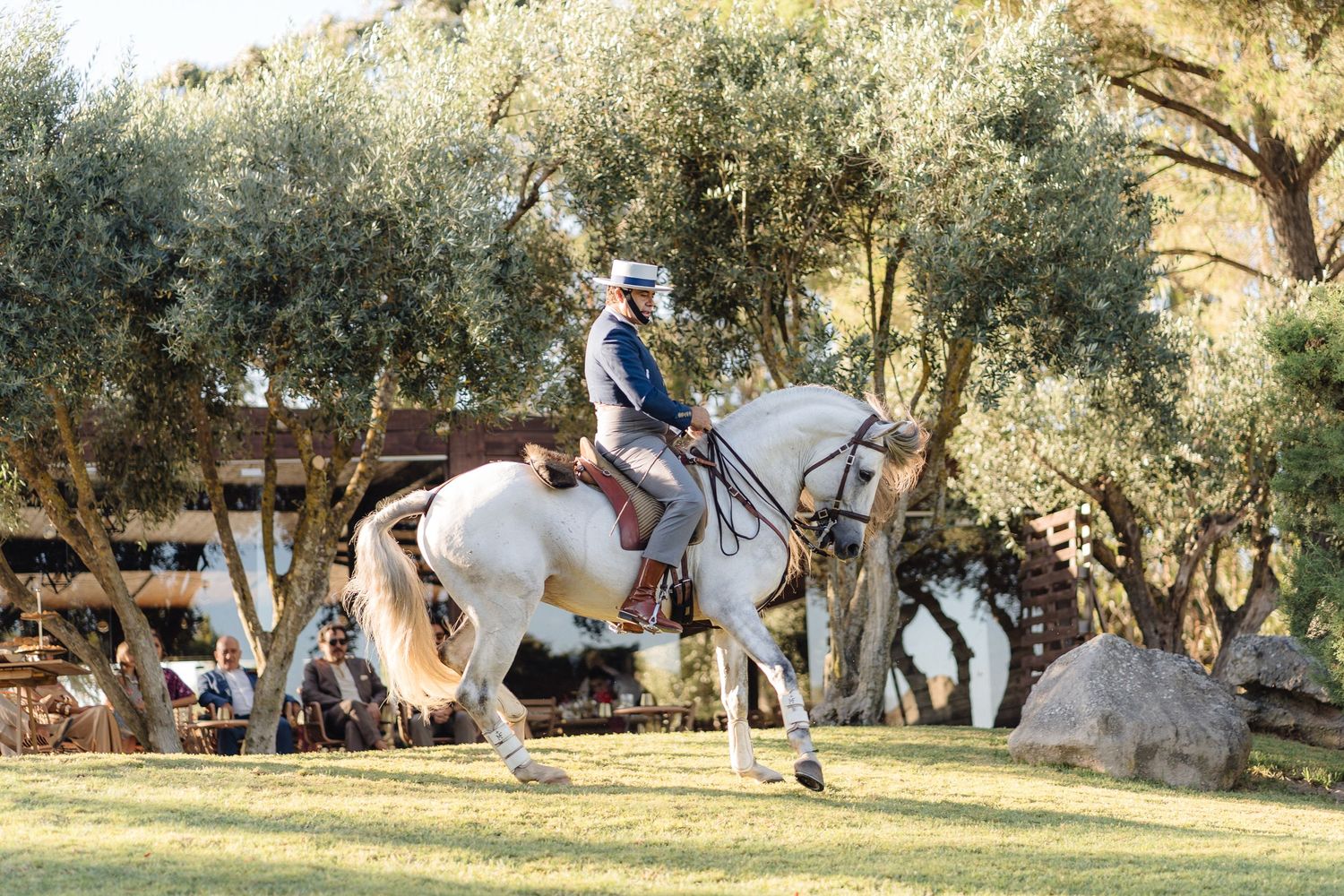 A white horse and rider perform dressage exercises among eucalyptus trees.