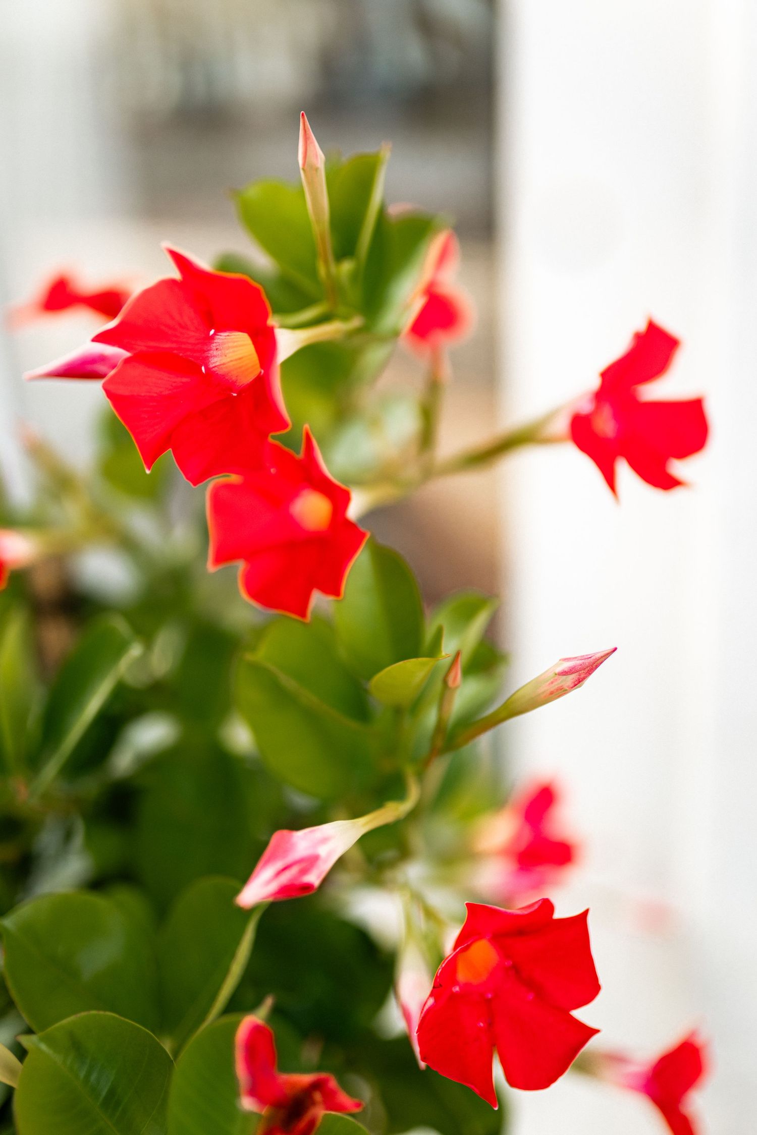 Vibrant red flowers blooming with green leaves against a white background.