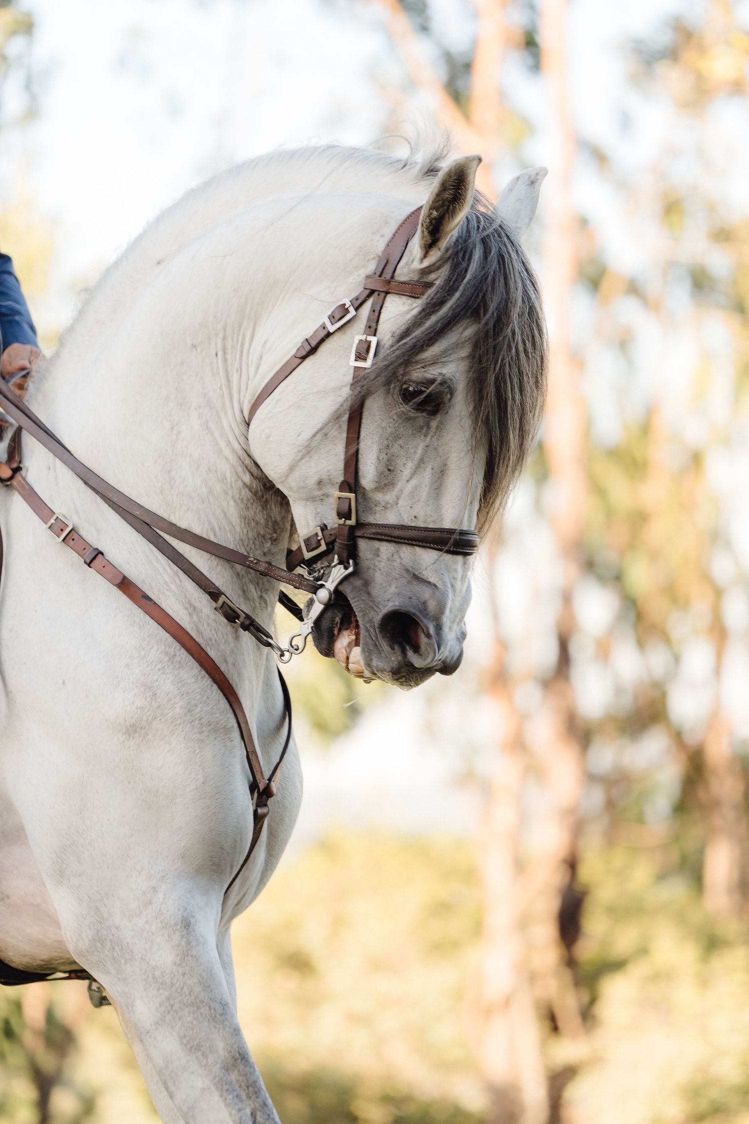 Close-up profile of a white horse wearing brown leather tack against a natural background.