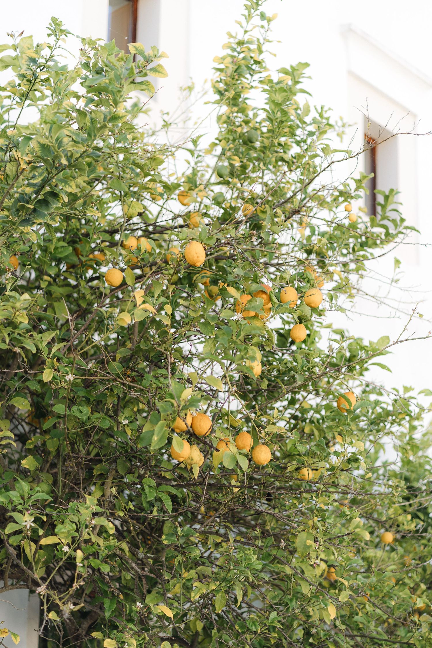 Lush lemon tree with bright yellow fruit growing against a white wall.