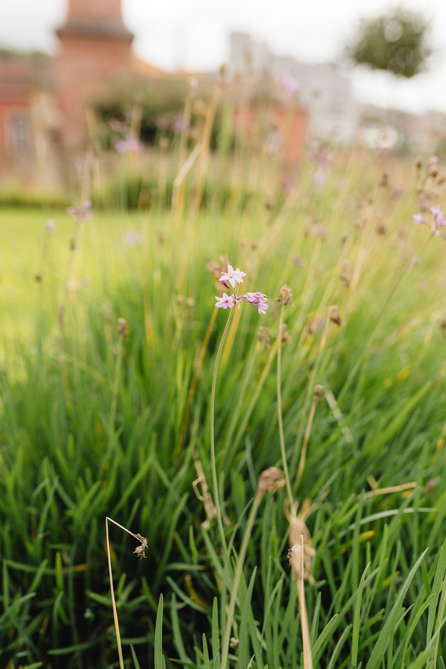 Delicate pink wildflowers bloom among tall green grass in a natural garden setting.