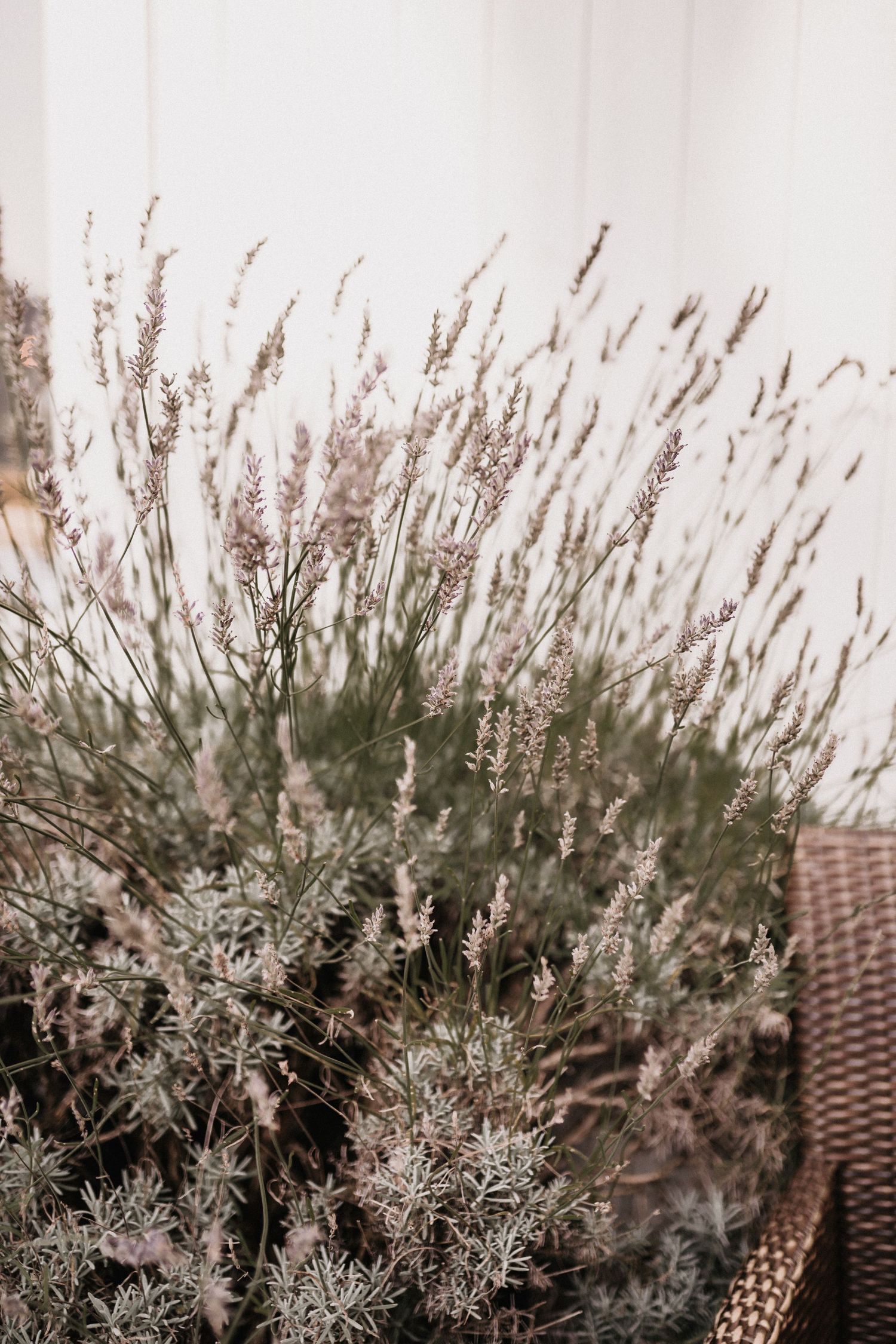 Delicate sprigs of dried lavender flowers in soft muted tones against a light background.