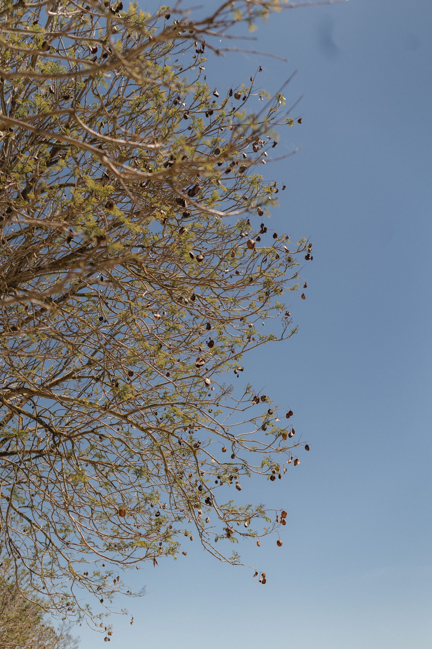 Tree branches with sparse leaves against clear blue sky.