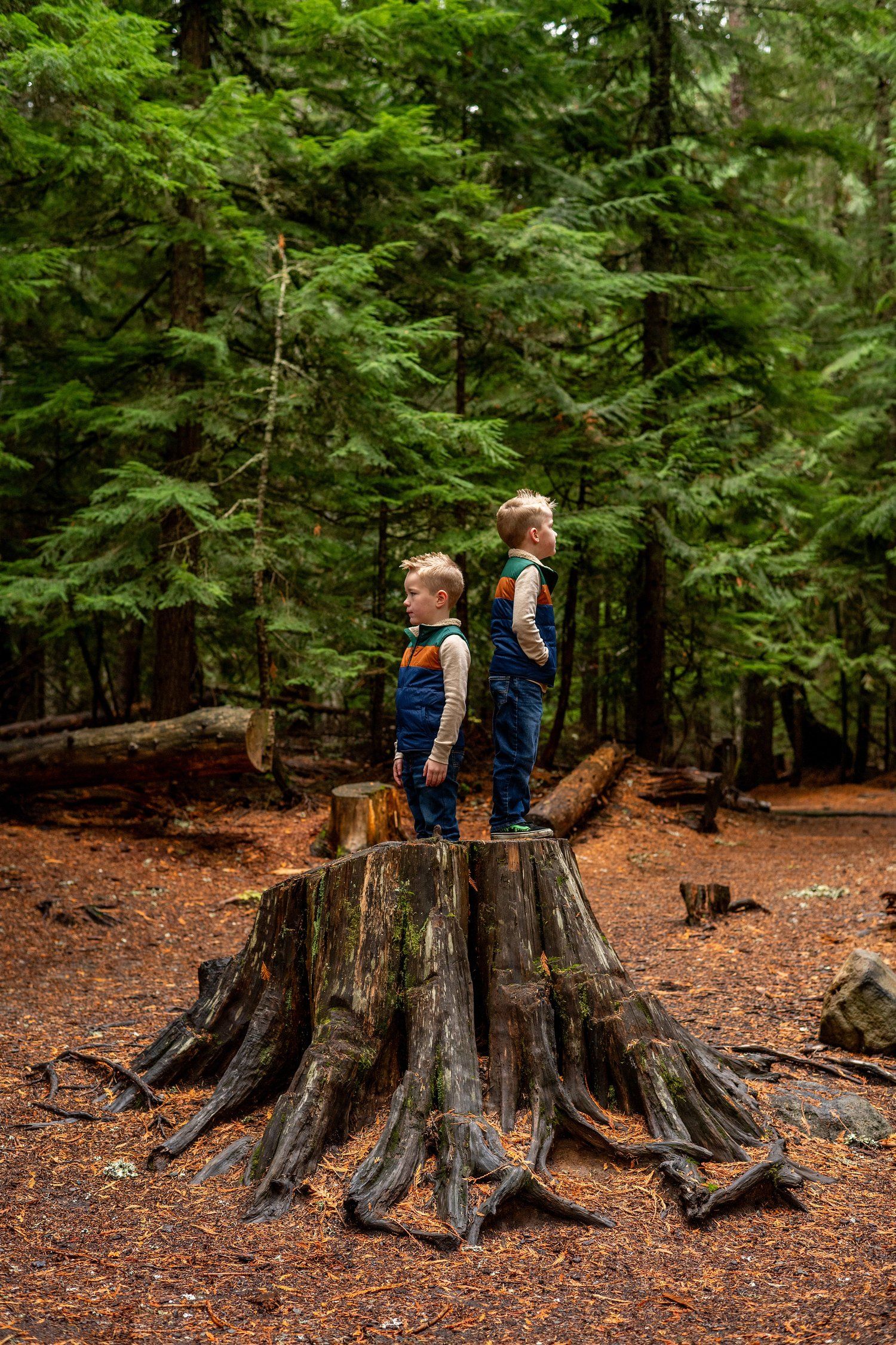 Two children stand atop a large tree stump in a lush evergreen forest with pine needles carpeting the ground.