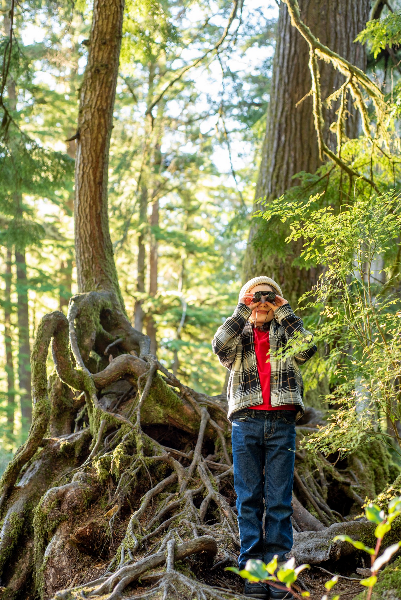 Person with binoculars exploring among giant tree roots in sunlit forest.