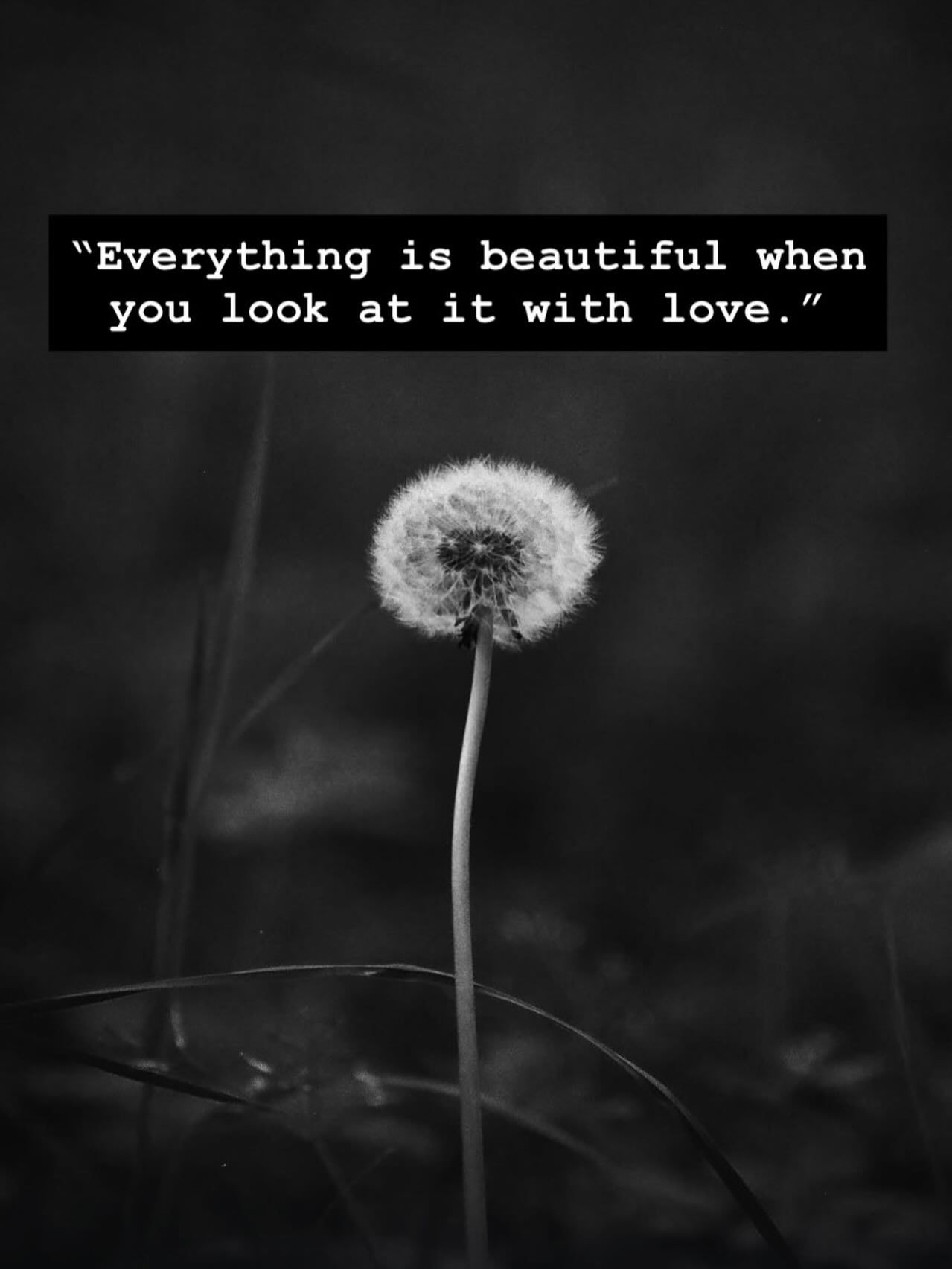 Black and white photograph of a dandelion seed head with an inspirational quote about finding beauty through love.