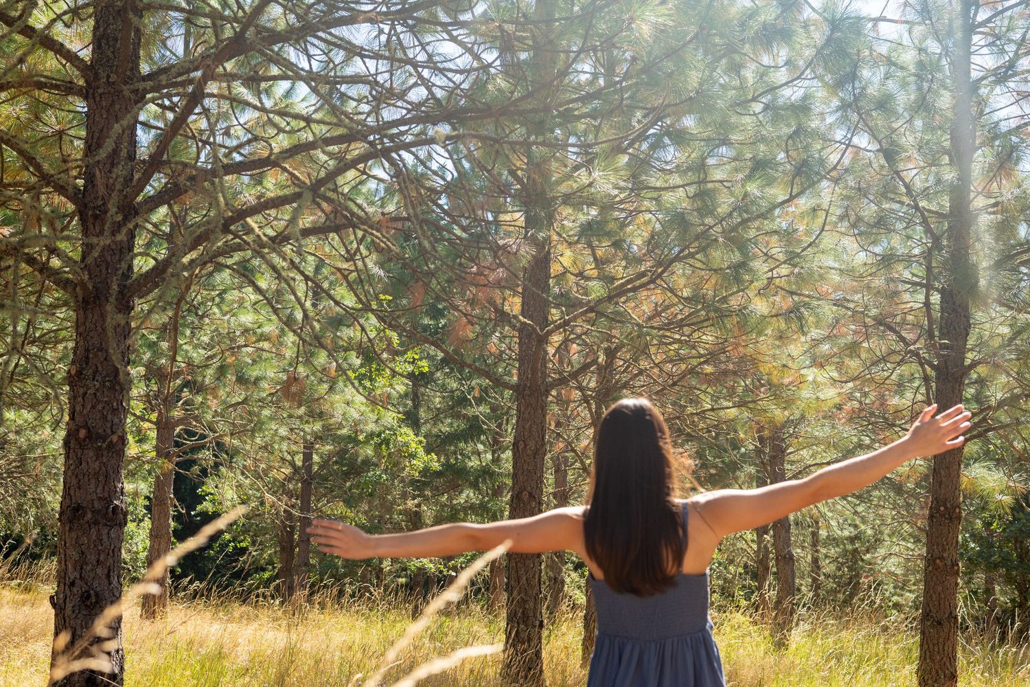 Person with outstretched arms stands in sunny meadow surrounded by towering pine trees on peaceful afternoon.