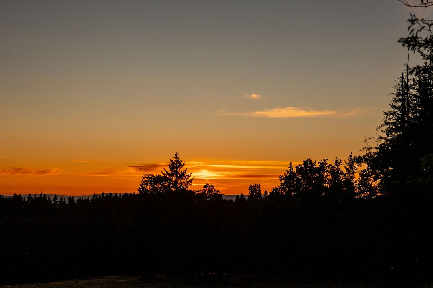 Silhouettes of pine trees against a vibrant orange and yellow sunset sky during dusk hours.