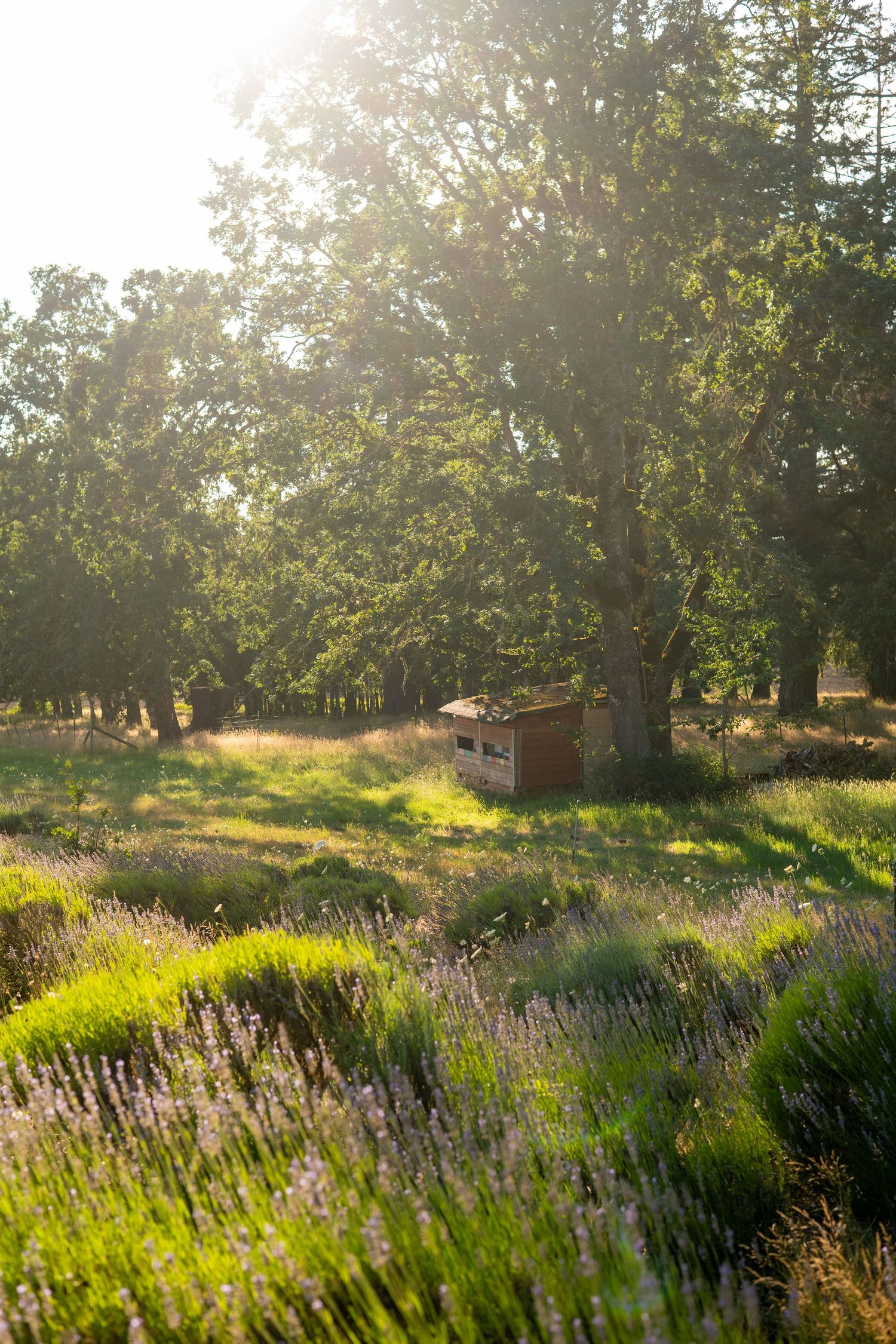 Purple lavender flowers bloom in a sunlit garden with trees and golden sunlight filtering through the branches.Our Buena vista Lavender Farm
