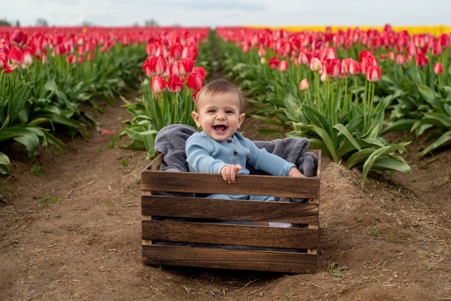 Smiling baby sitting in wooden crate surrounded by vibrant red tulip fields.