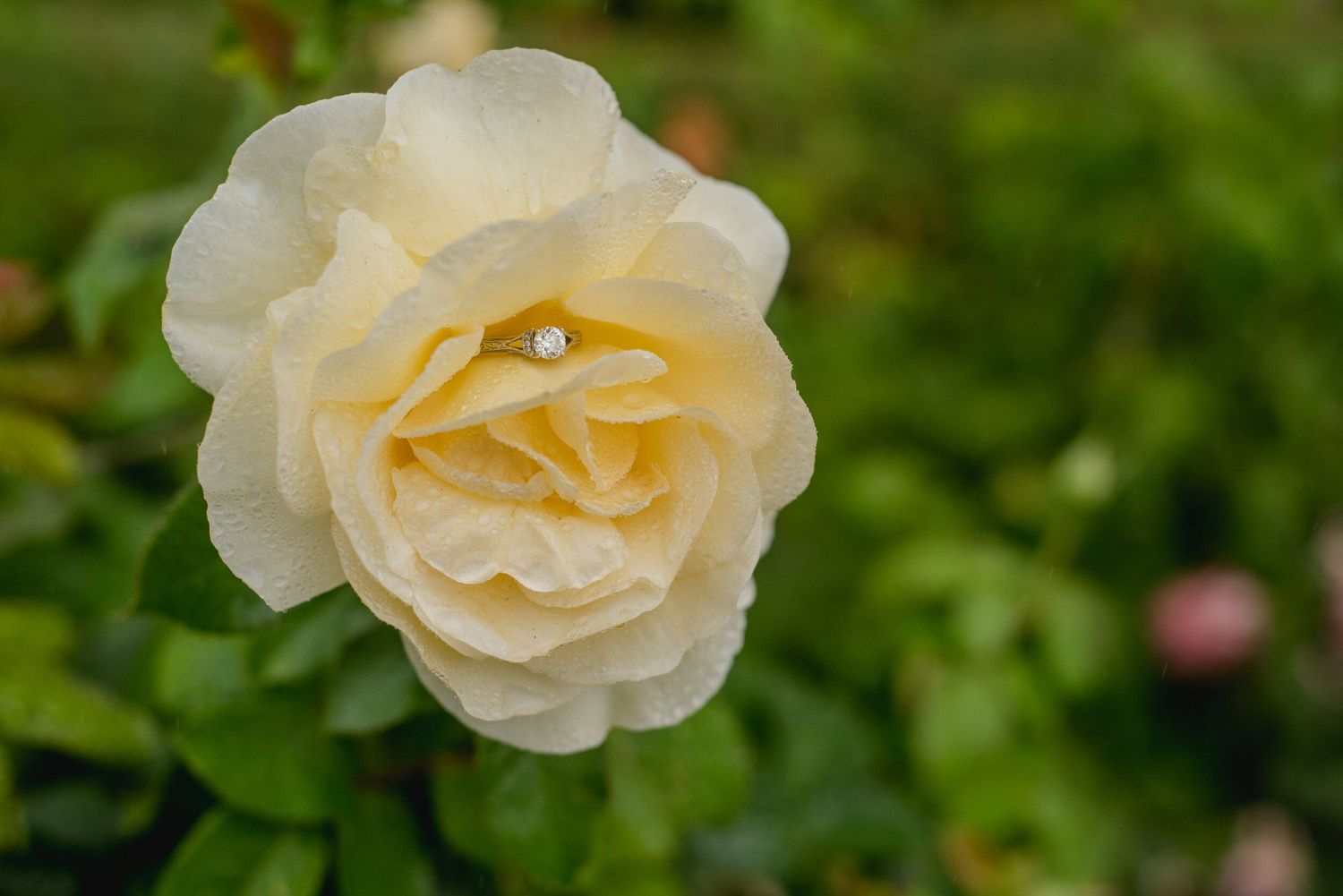 Beautiful peach-colored roses blooming in a lush garden with soft bokeh effect and green foliage.