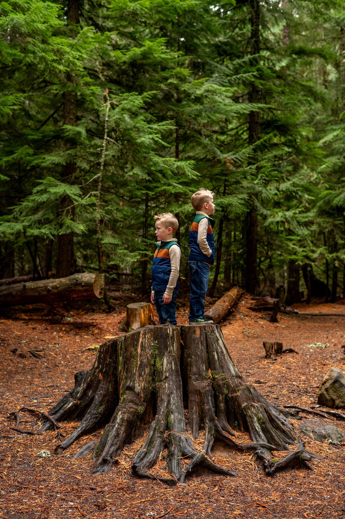 Two children exploring and playing on large tree stumps in forest setting.