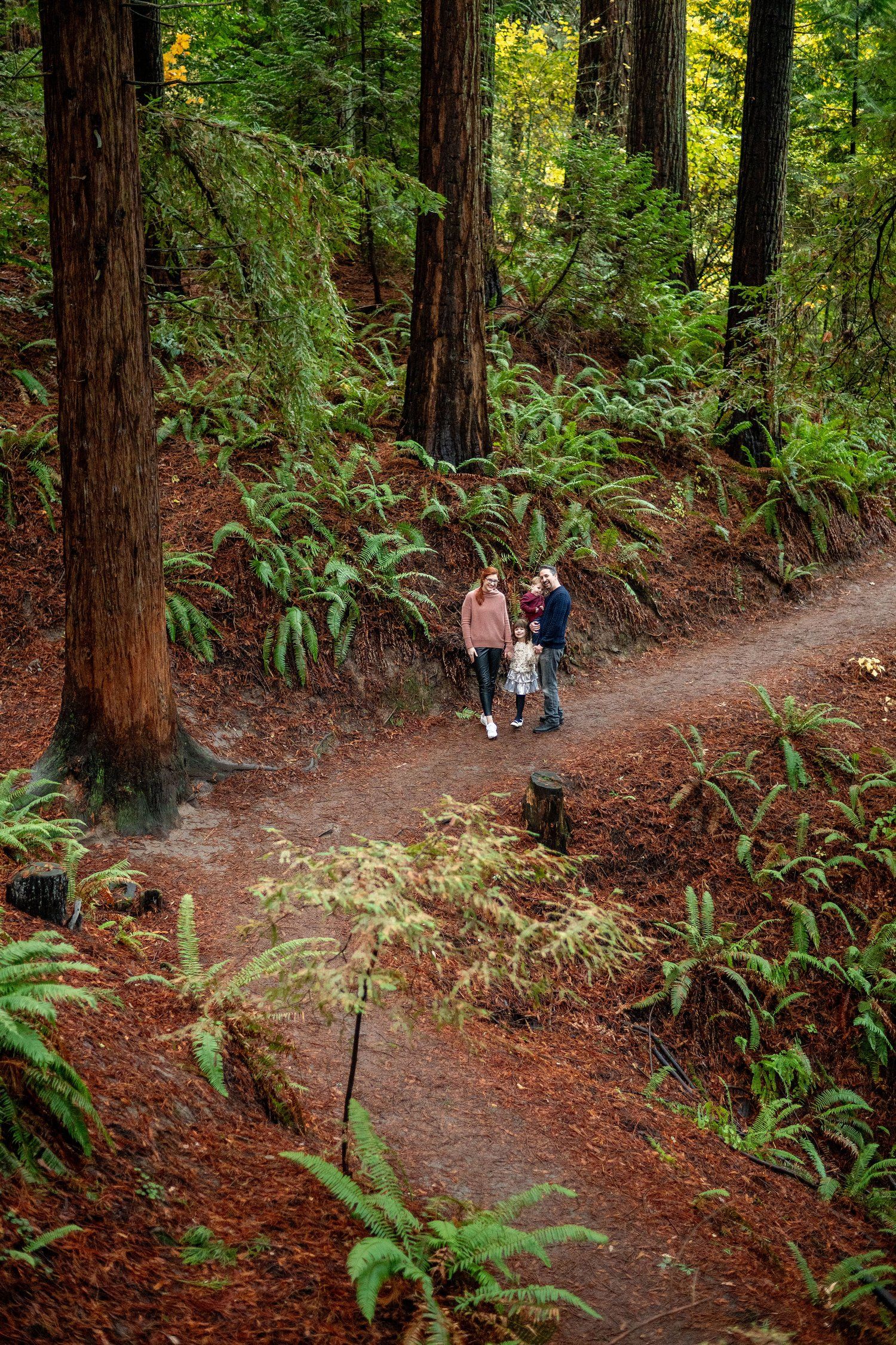 A peaceful forest trail winding through towering redwood trees and lush ferns.