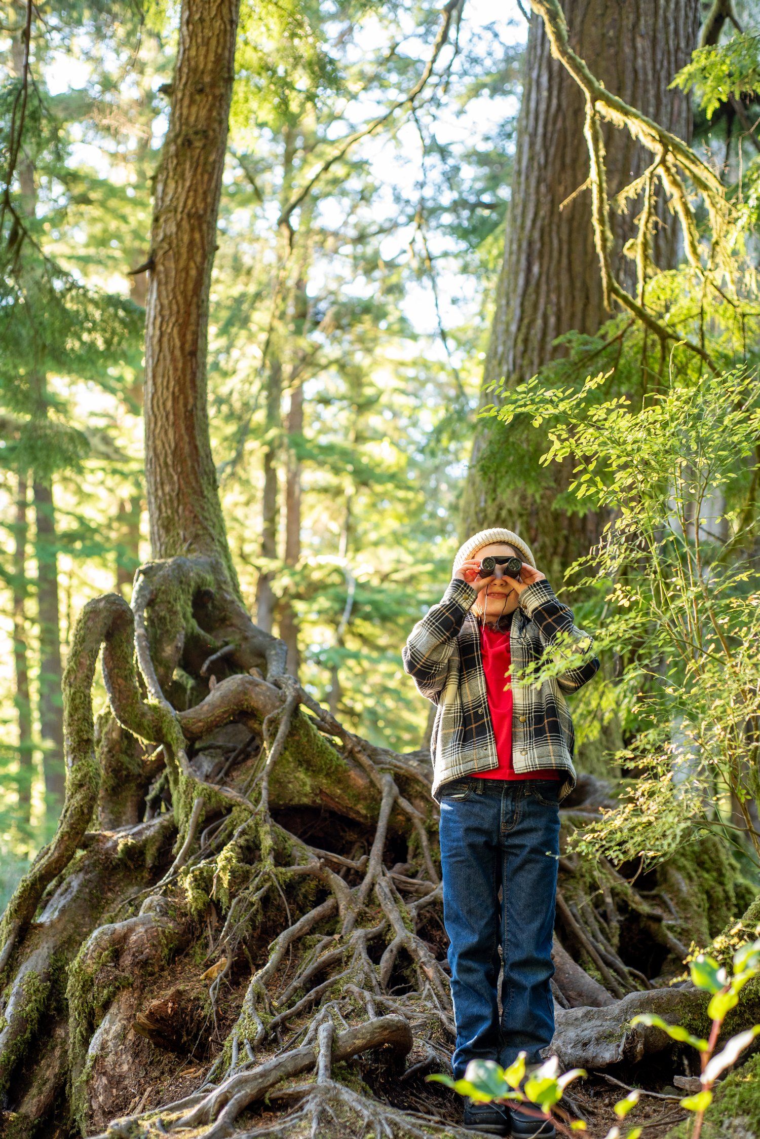 A kid views nature while standing among large exposed tree roots in a sunlit forest.