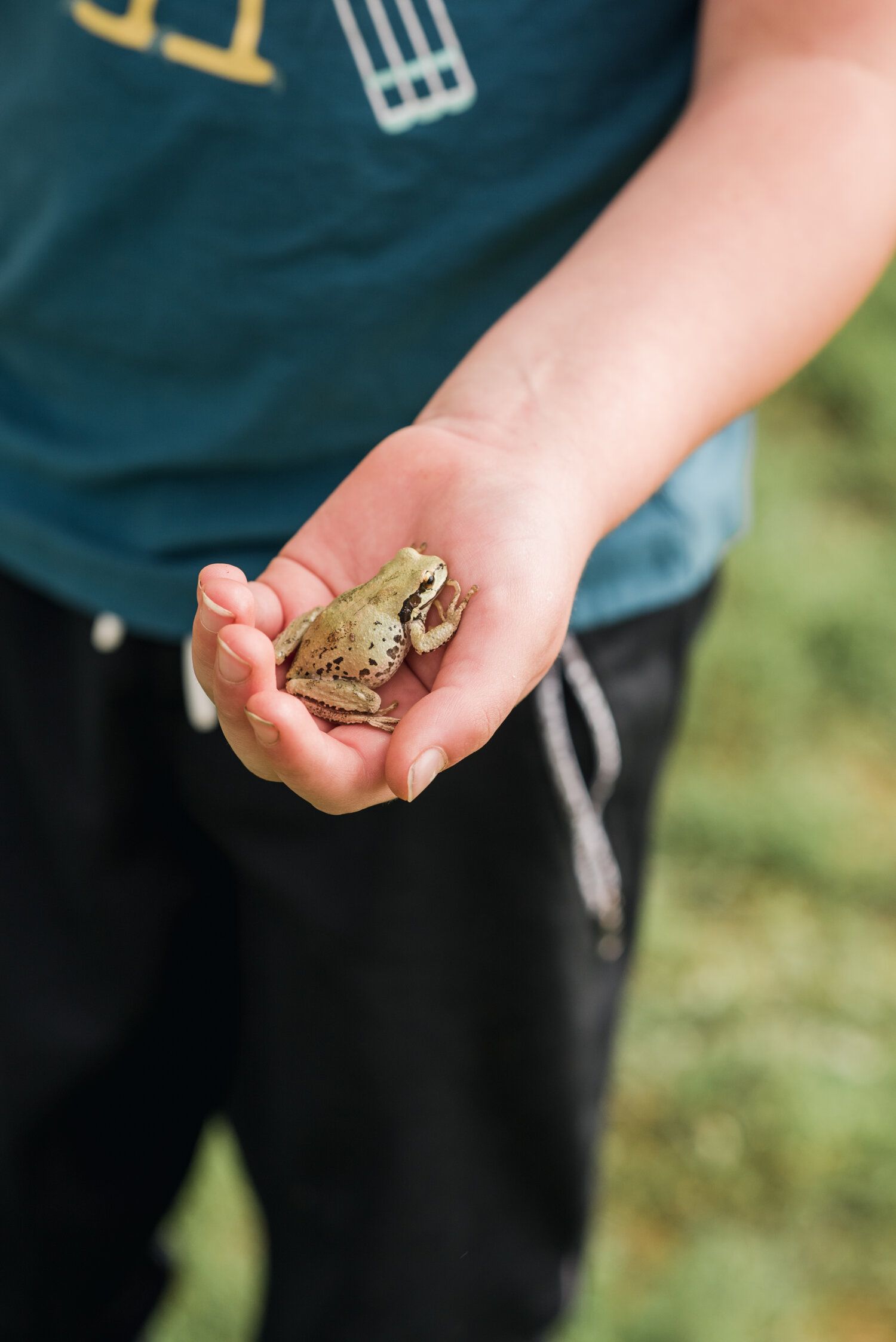 Small toad or frog being gently held in child's hands outdoors.