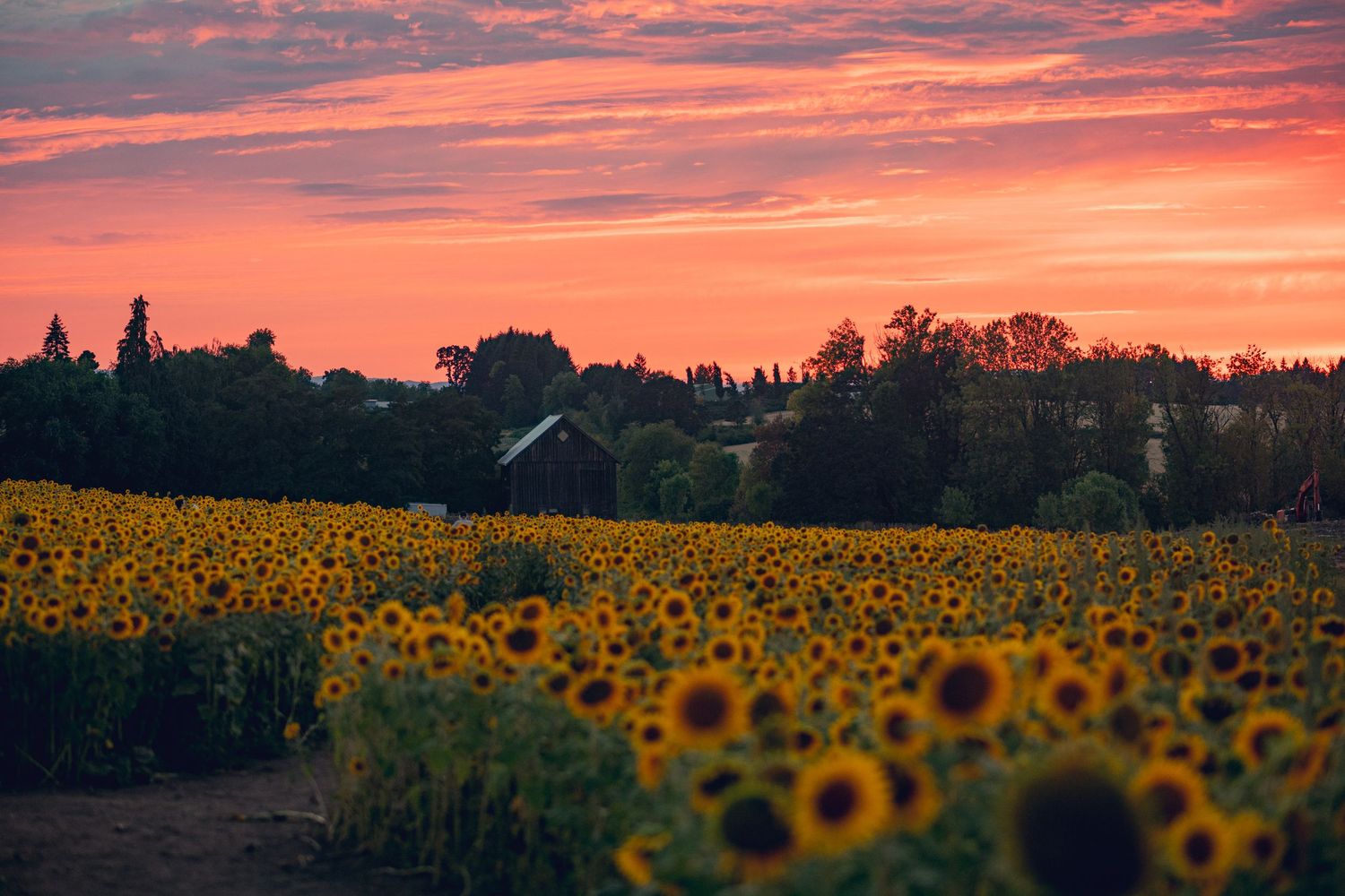 Panoramic view of a sunflower field stretching to the horizon under a vibrant orange and pink sunset sky.