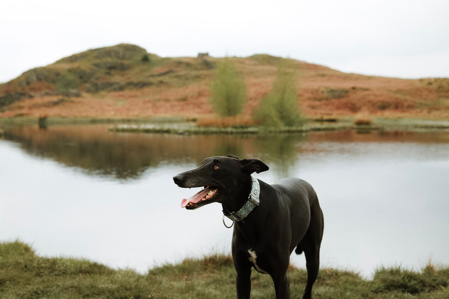 A sleek black greyhound standing by a calm lake with a misty hill in the background.
