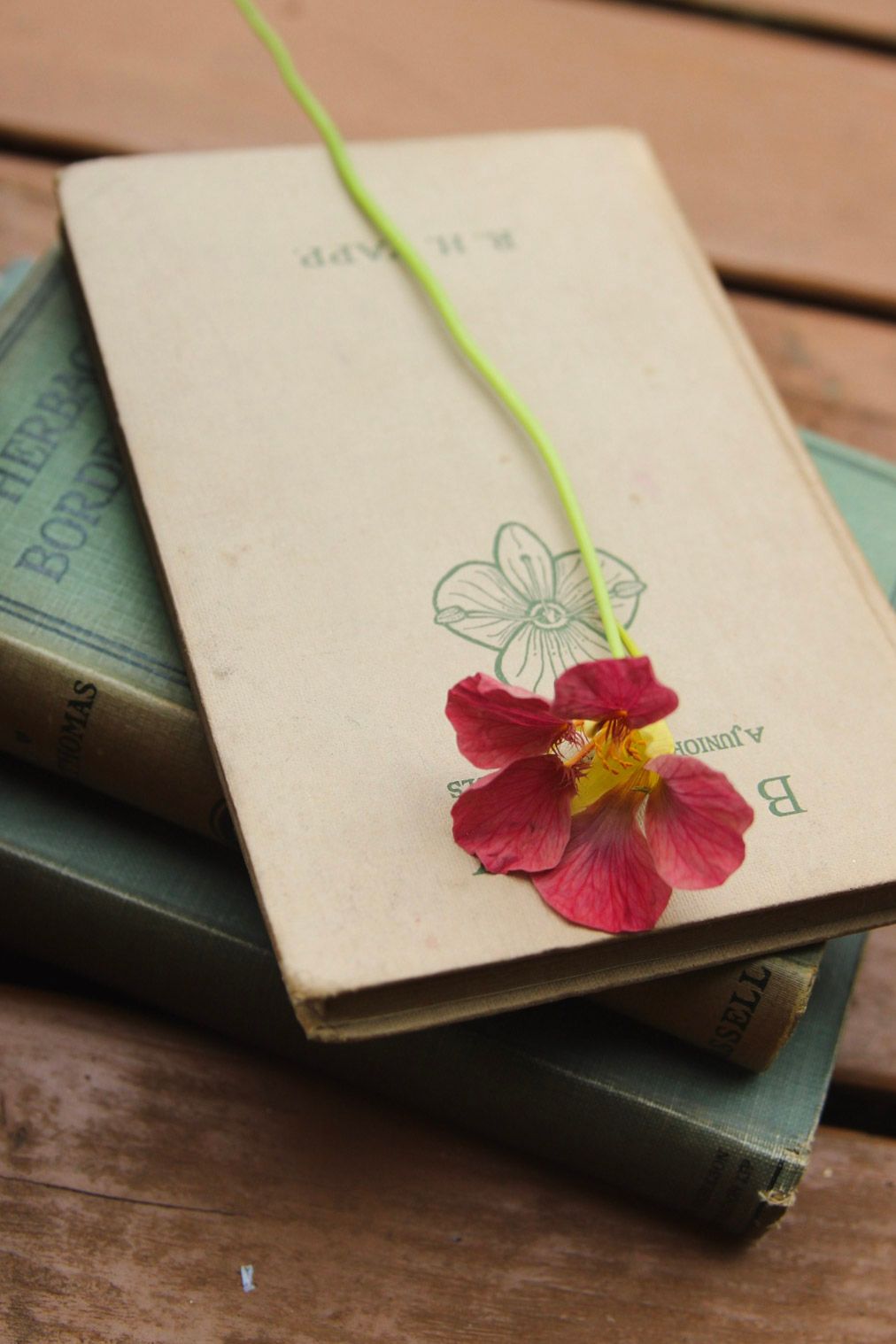 A single red nasturtium flower resting on a stack of vintage green hardcover books on wood.