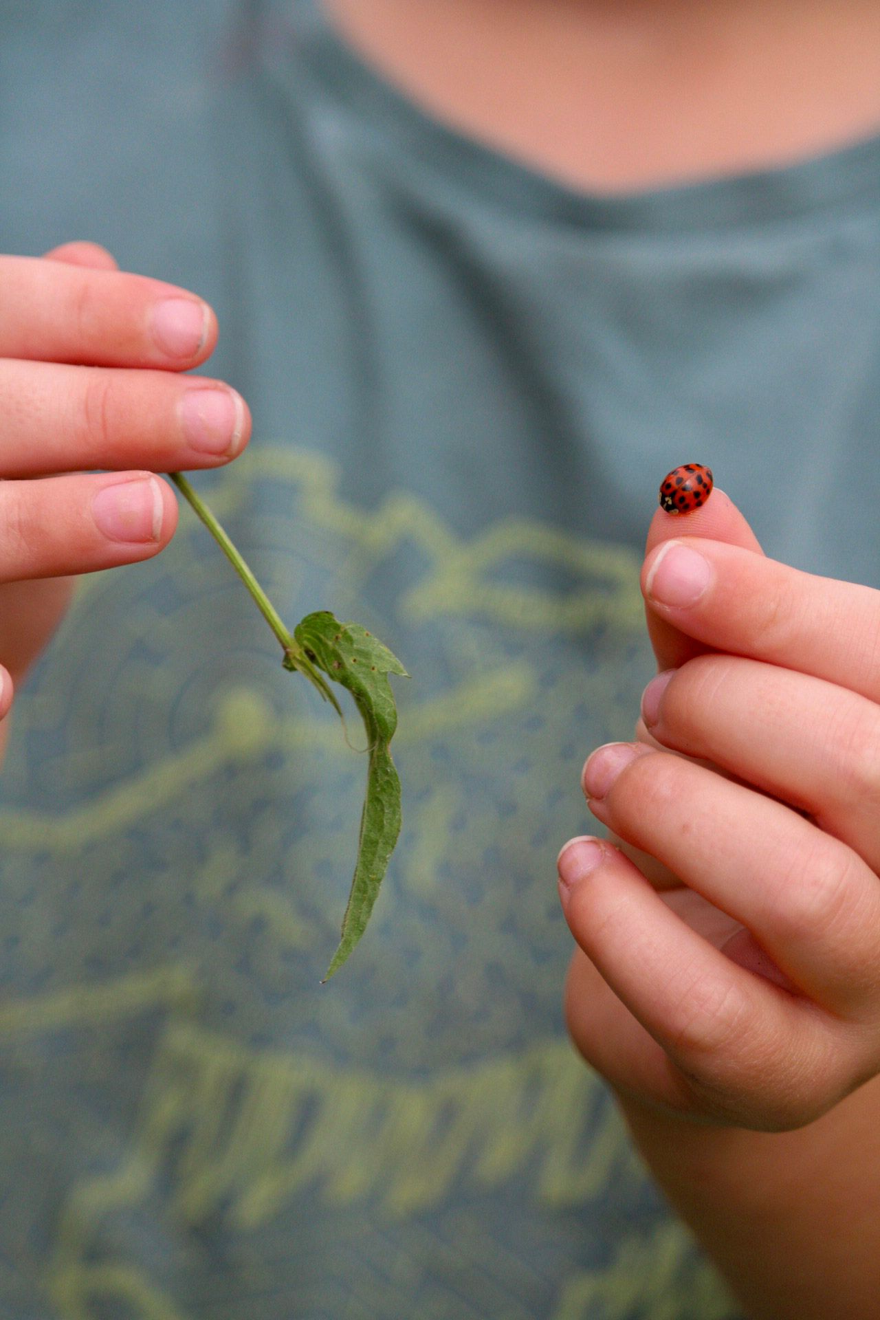 A child holds a ladybug on one finger and a green leaf in the other hand outdoors.