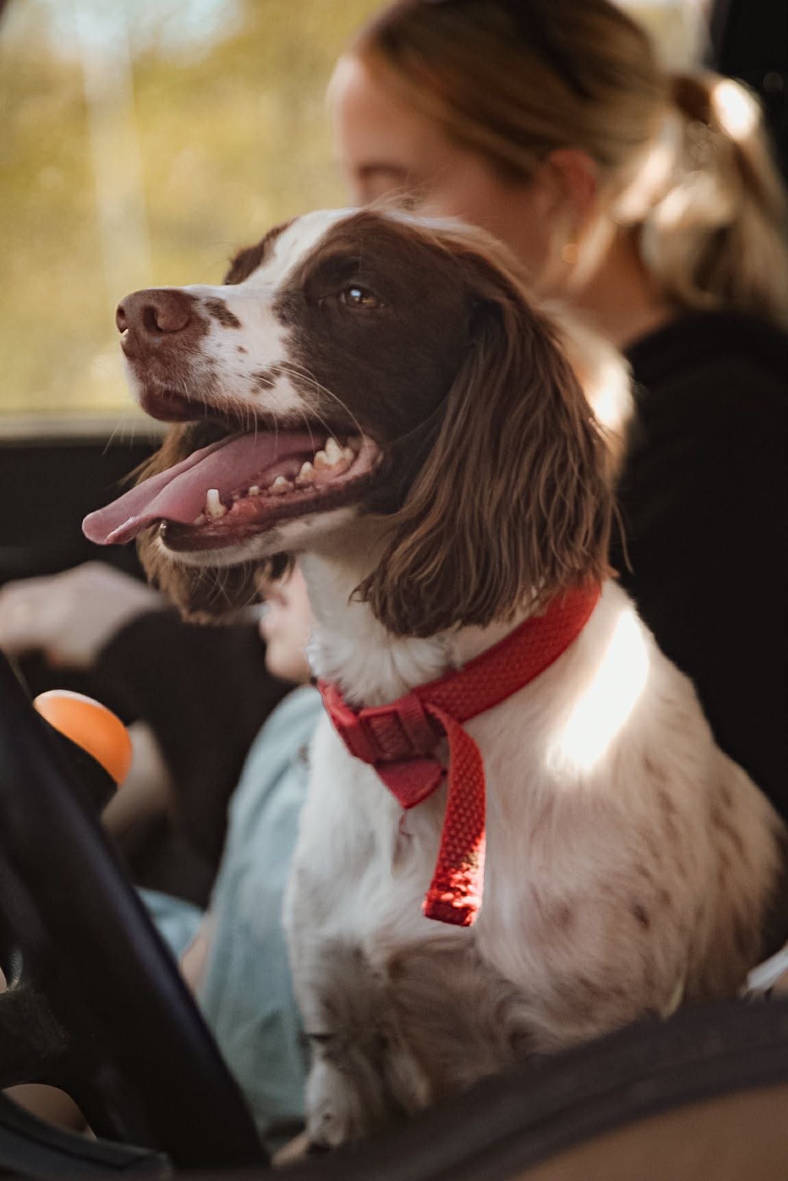 Happy Springer Spaniel with red collar sitting in a car with tongue out, woman visible in background.