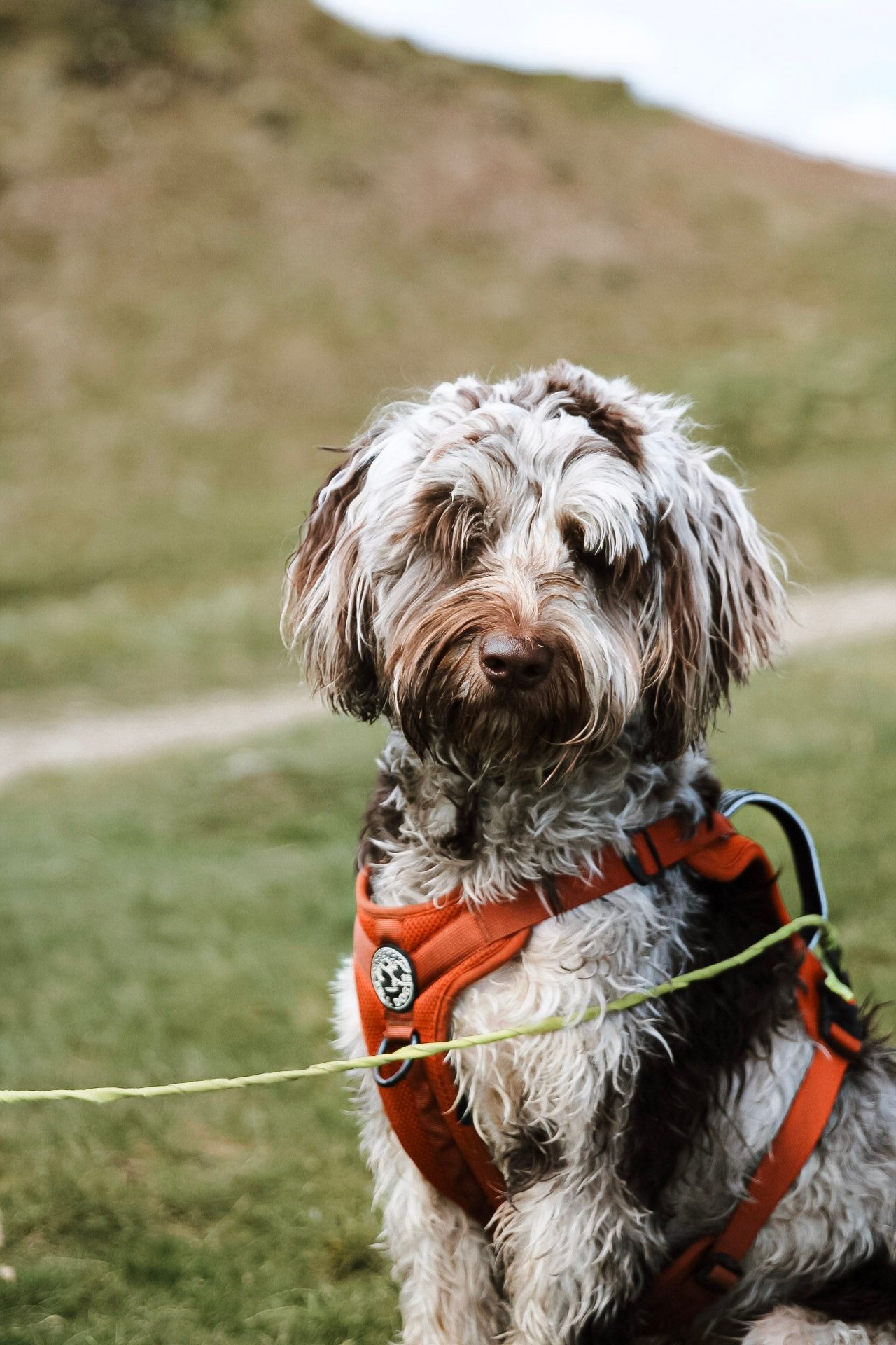 A fluffy grey and brown dog wearing an orange harness on a green grassy outdoor trail.