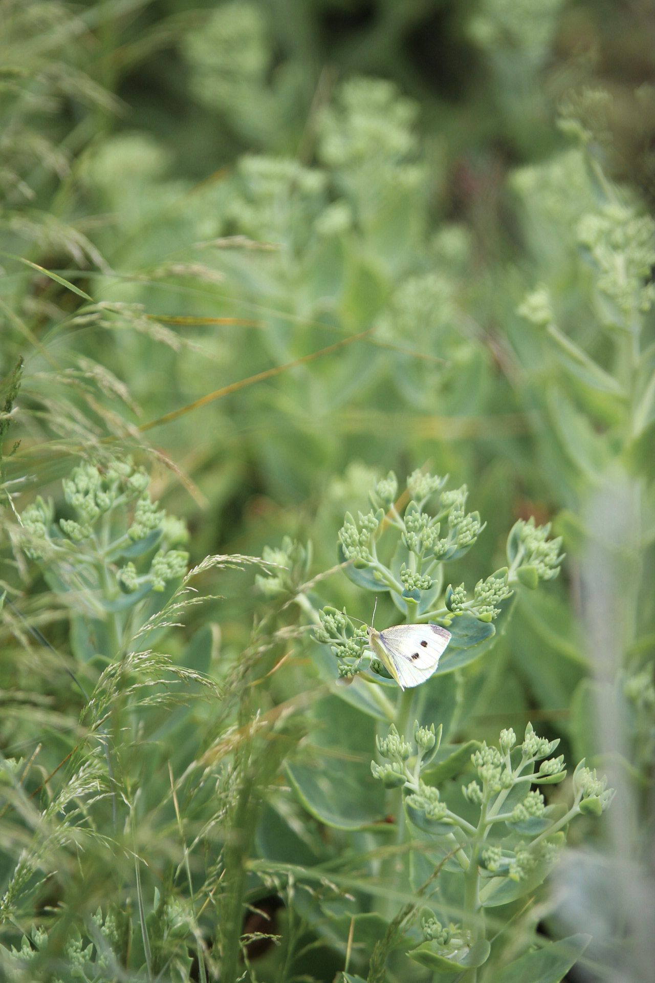 A small white cabbage butterfly perched on lush green garden foliage.