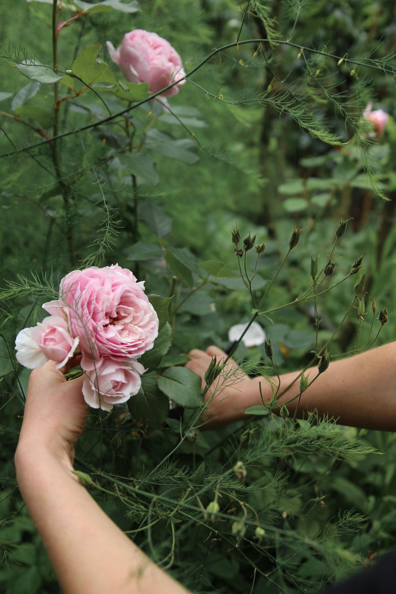 Hands holding pink garden roses among lush green foliage outdoors.