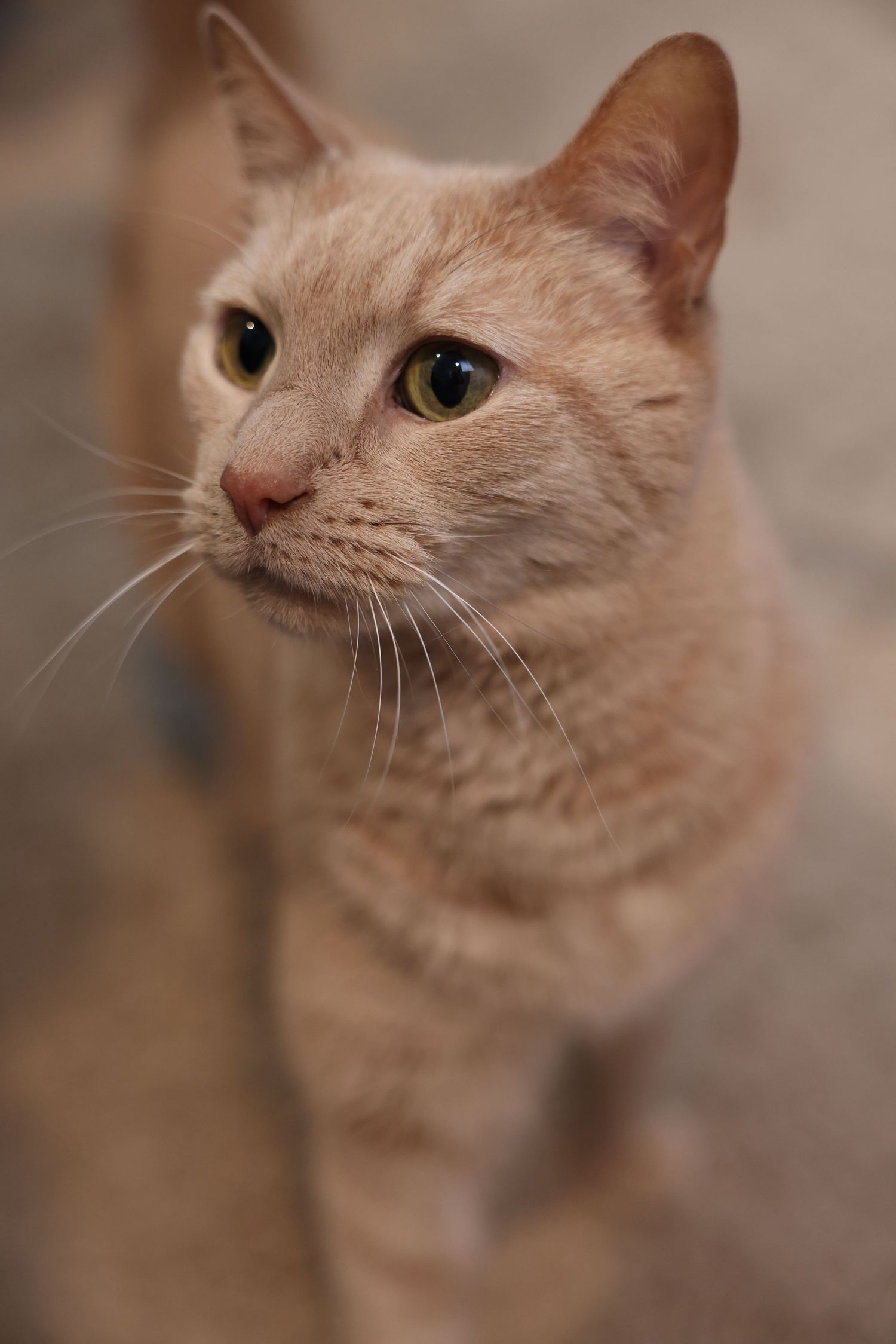 Nugget
