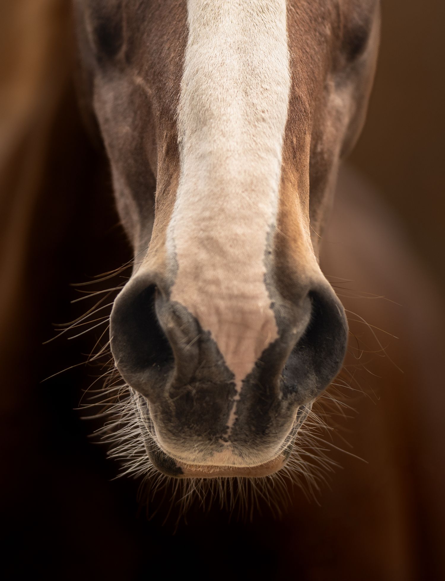 Close-up of a chestnut horse's muzzle and nose, showing white blaze marking against dark background.