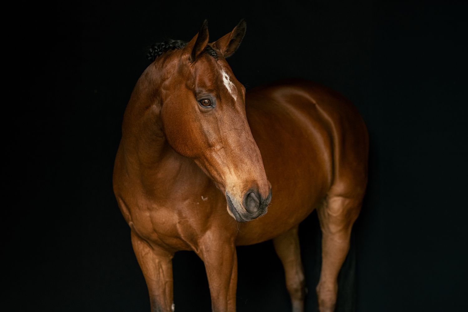 Portrait of a chestnut horse with a white blaze against a dramatic black background.