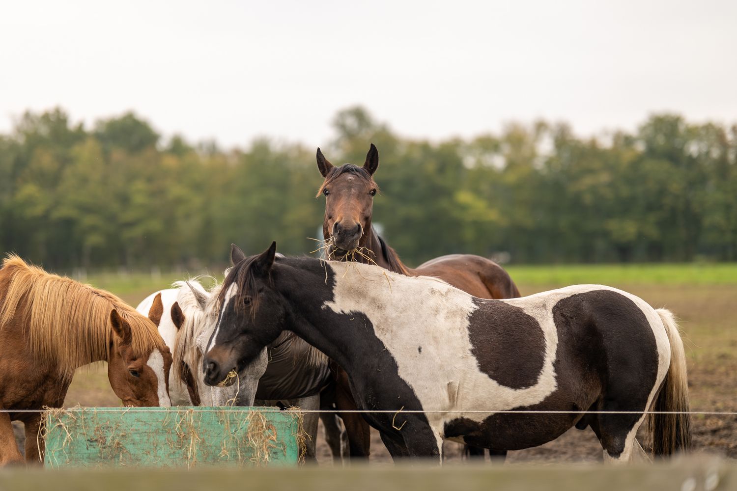 A group of colorful paint horses stand together near a fence in an open field.