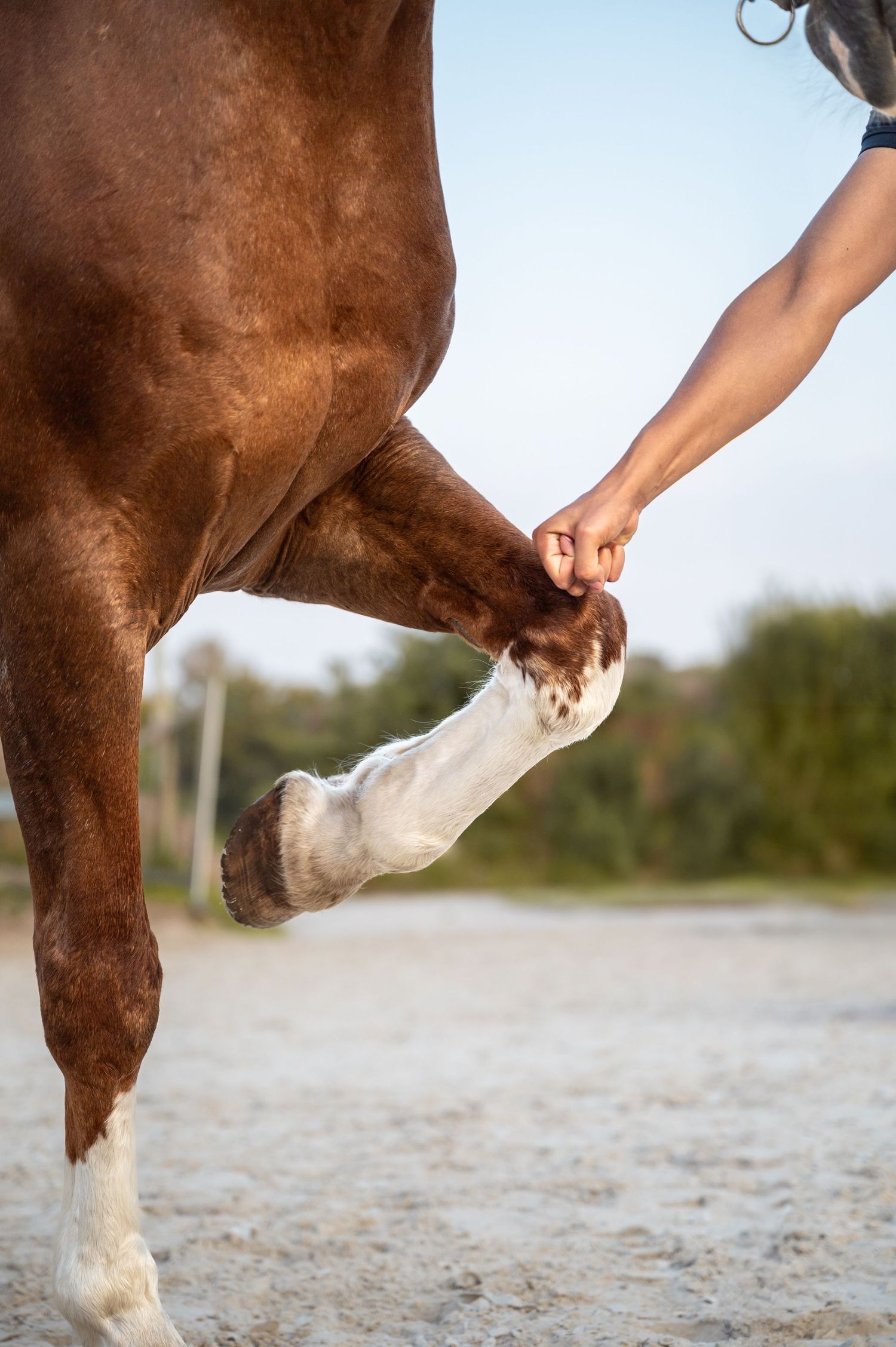 A person holds up the leg of a chestnut horse with a white sock during outdoor training on sandy ground.